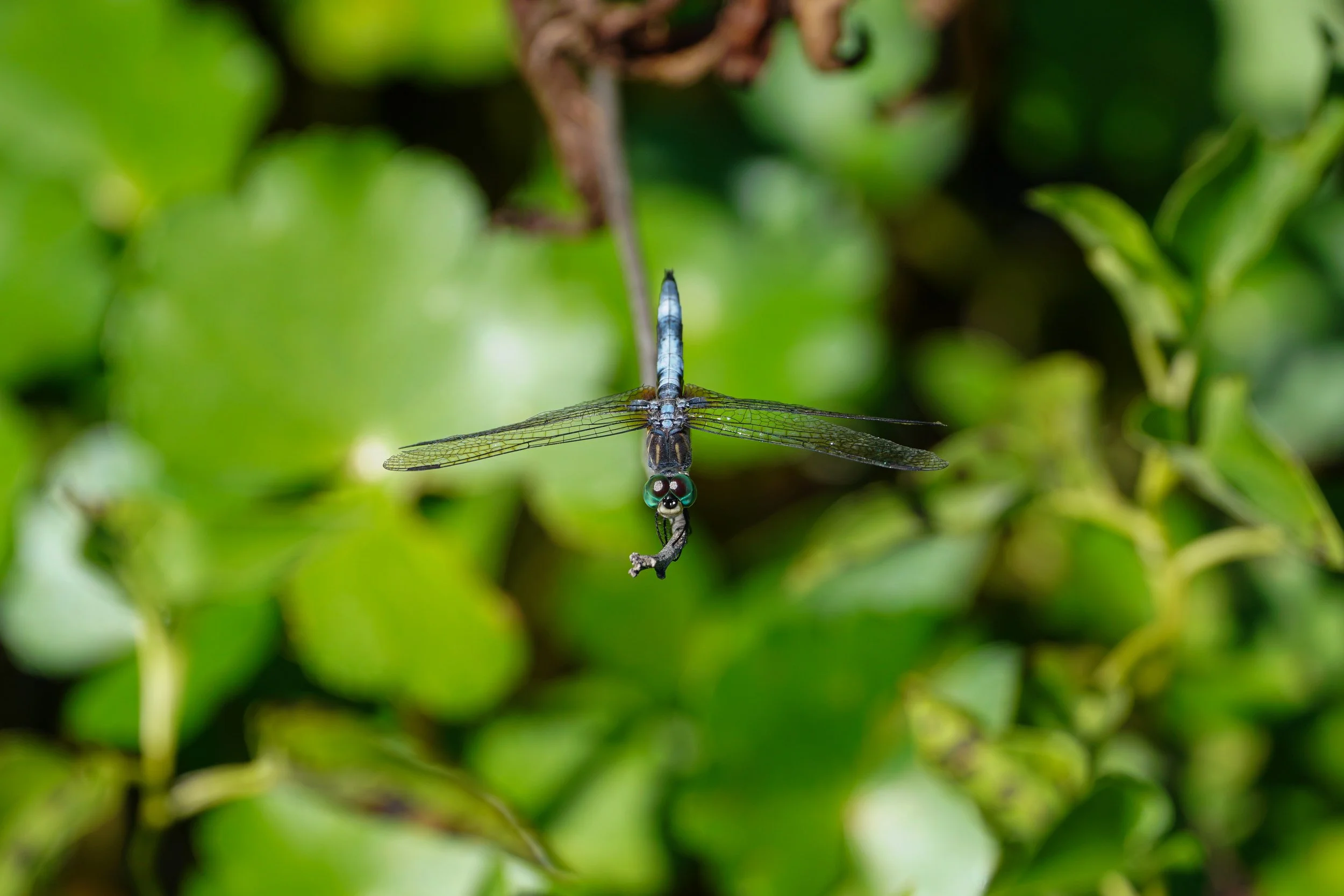 Resting Blue Dasher