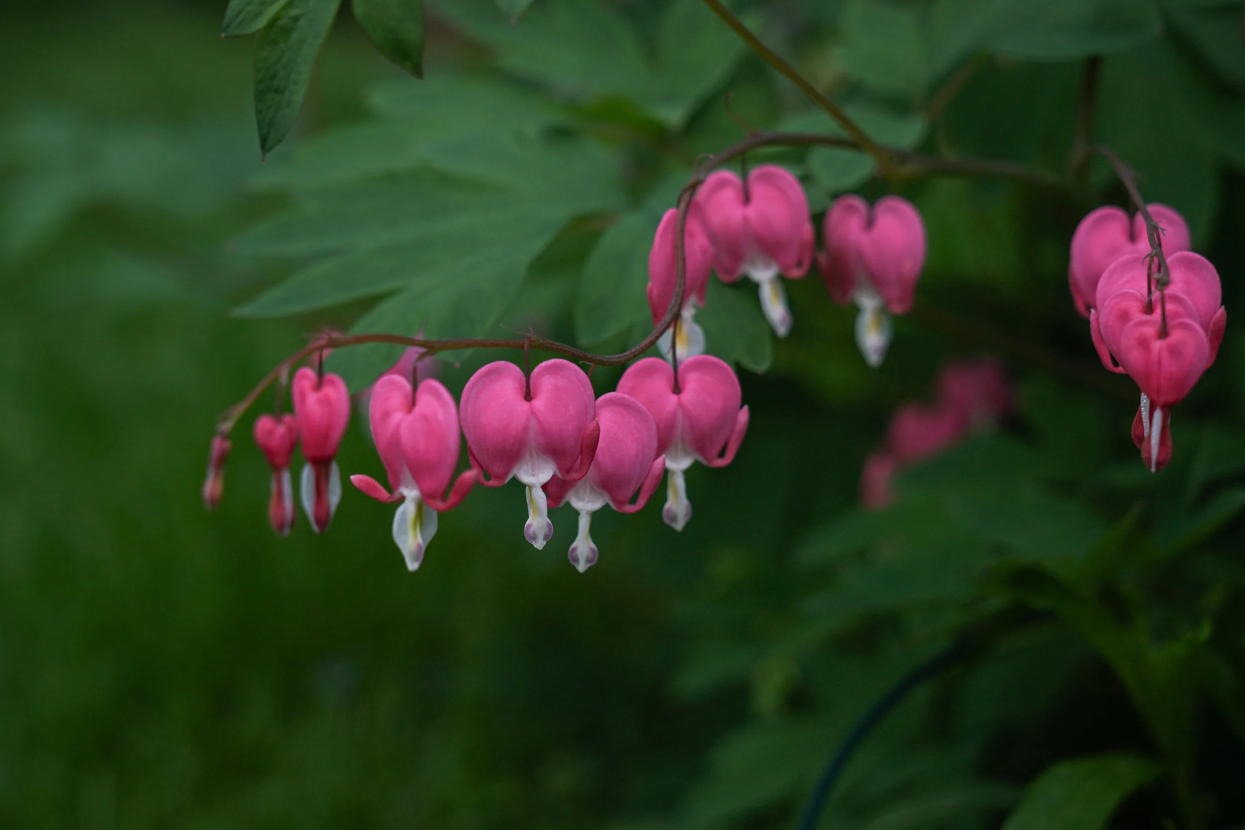 Bleeding Hearts