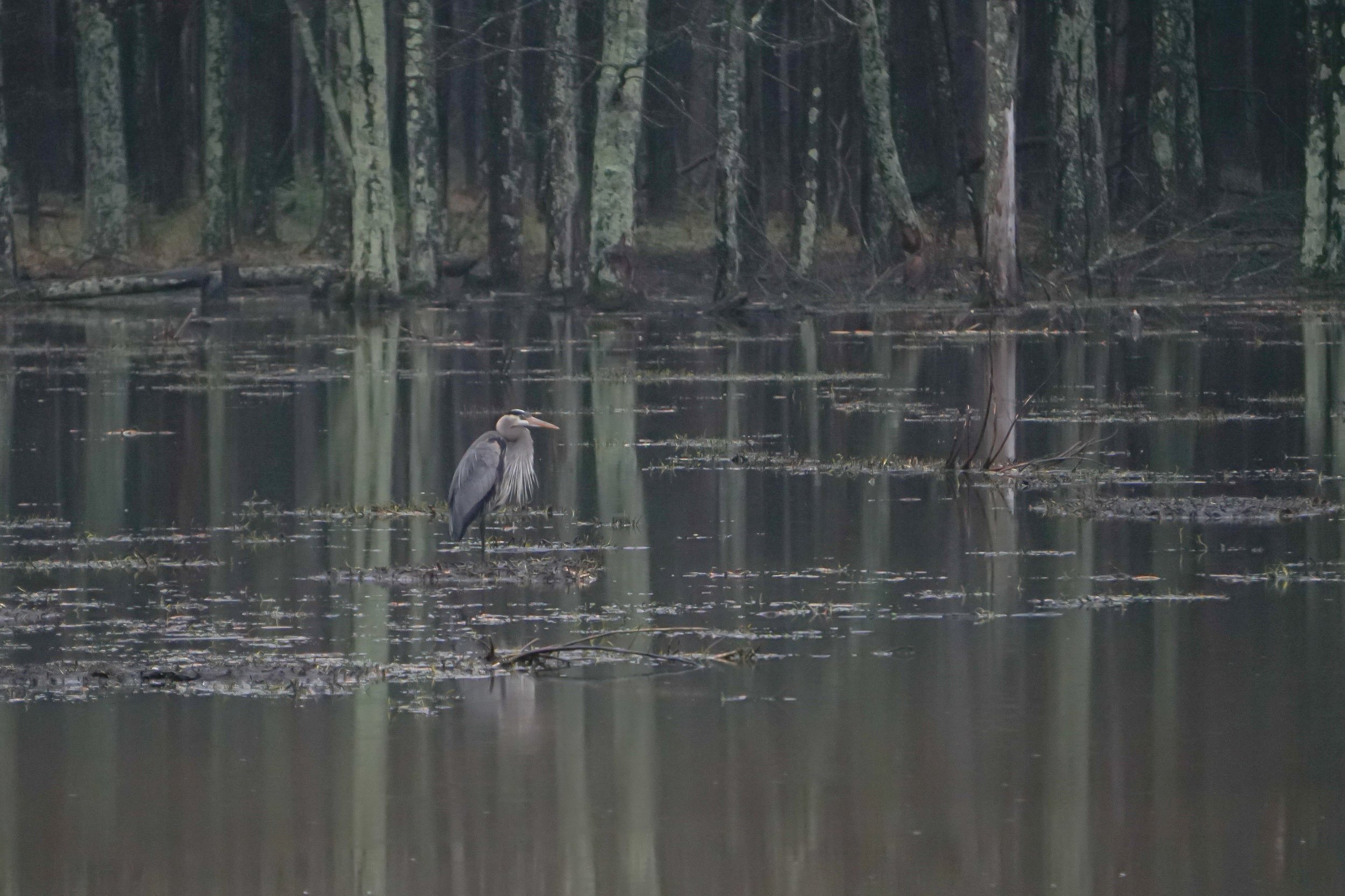 Great Blue Heron
