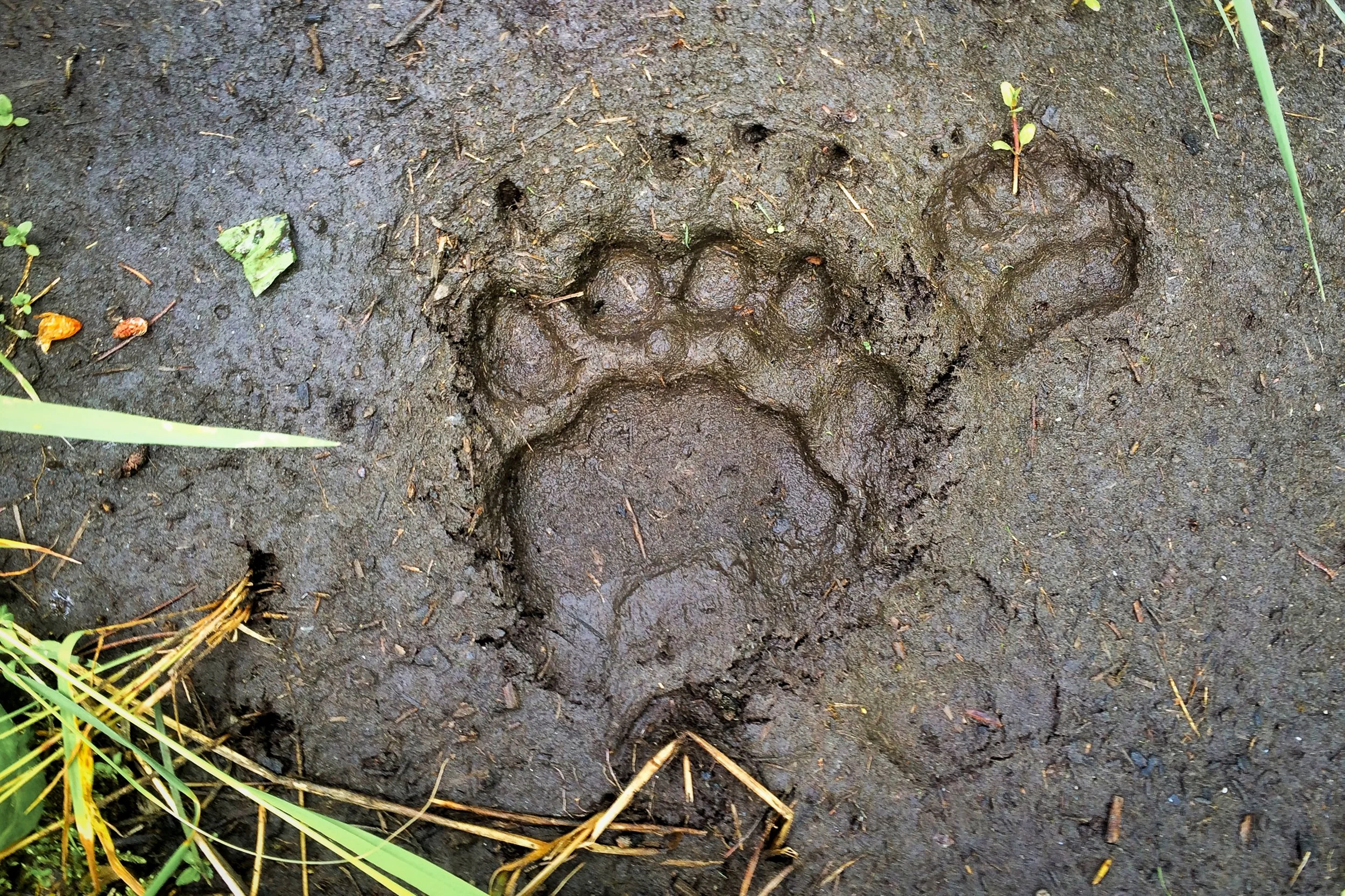 Bear Tracks