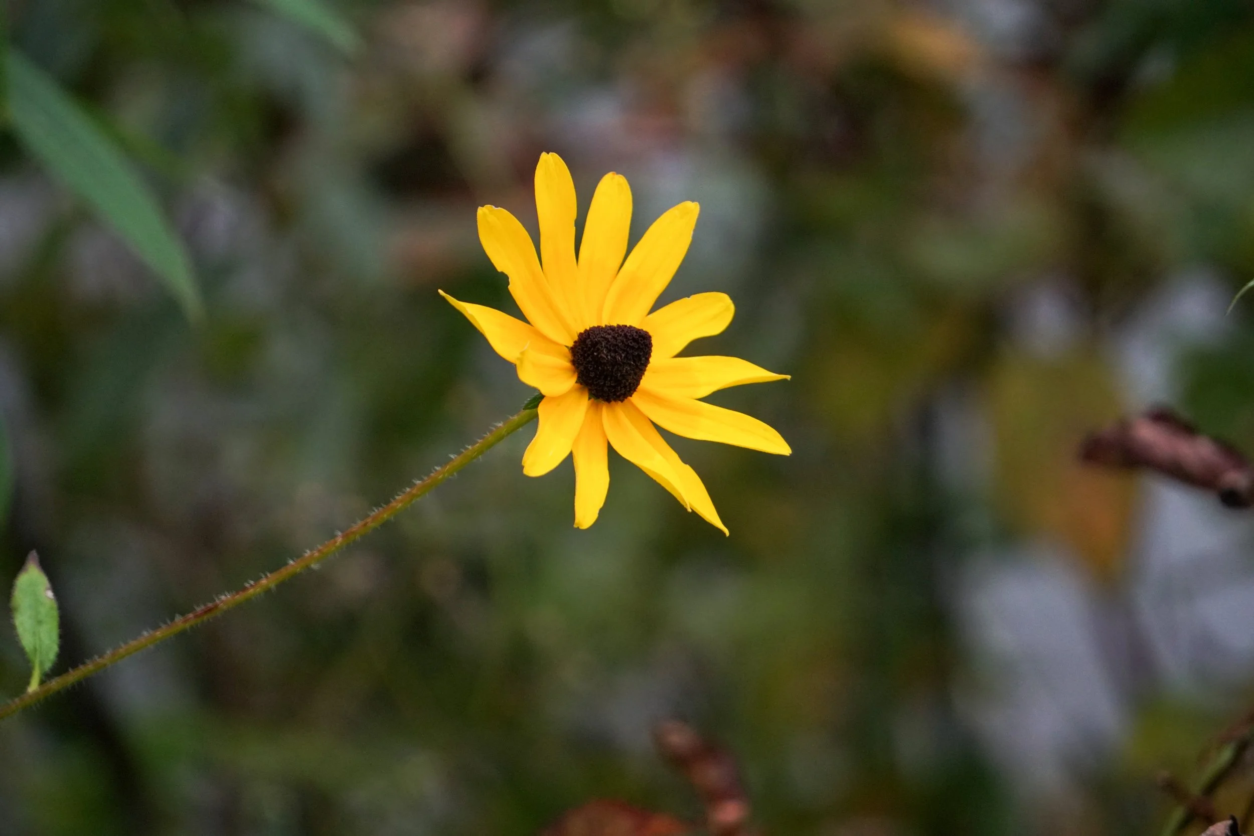 Reaching Black-Eyed Susan