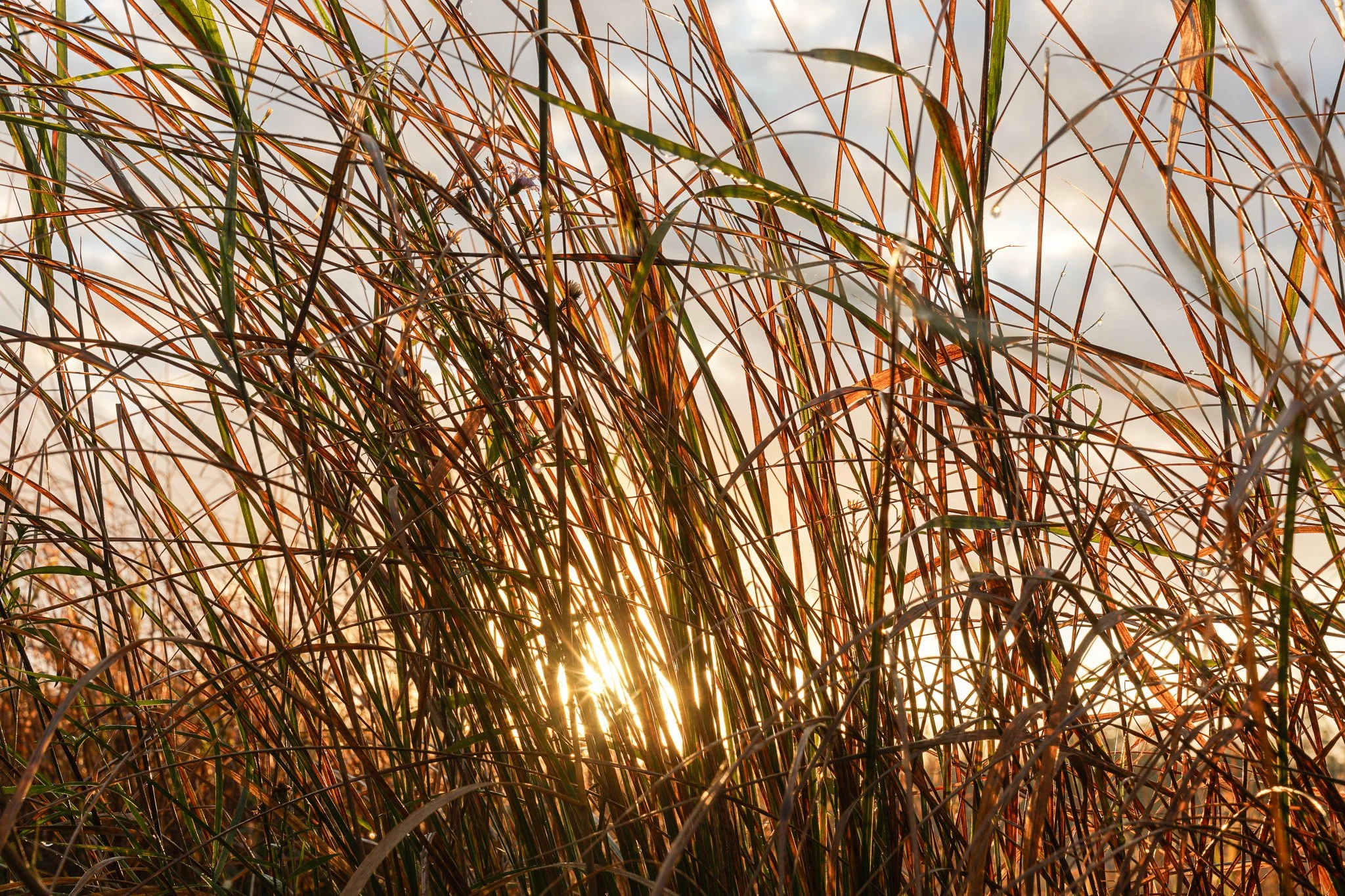 Morning Grasses