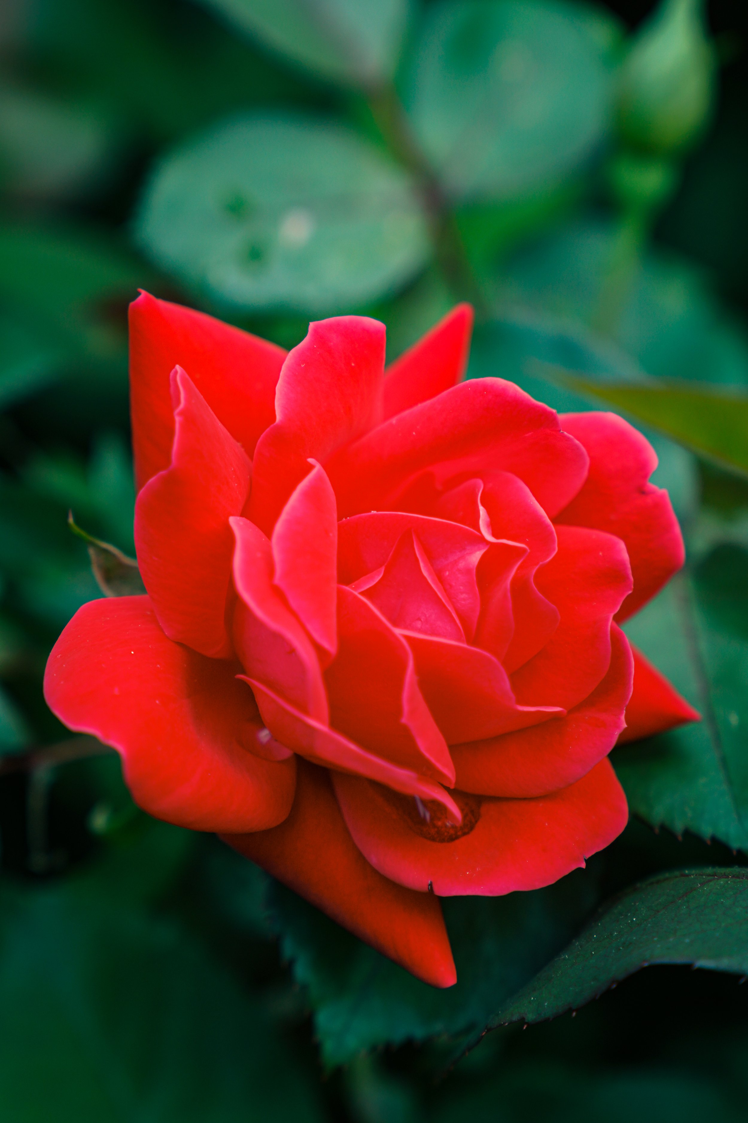 Spring's First Rose
