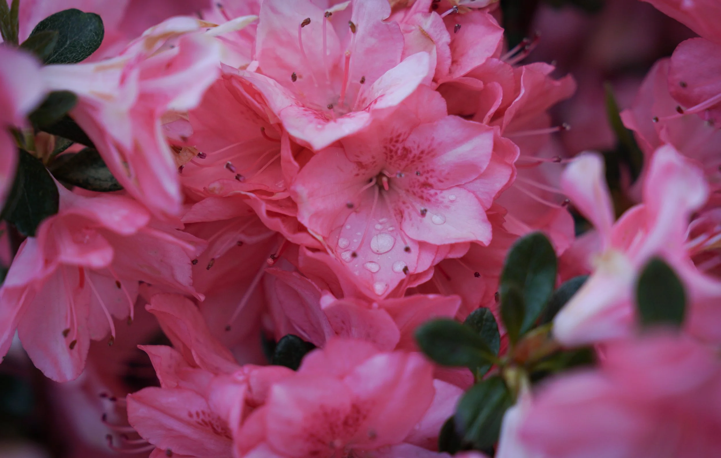 Pink Azalea