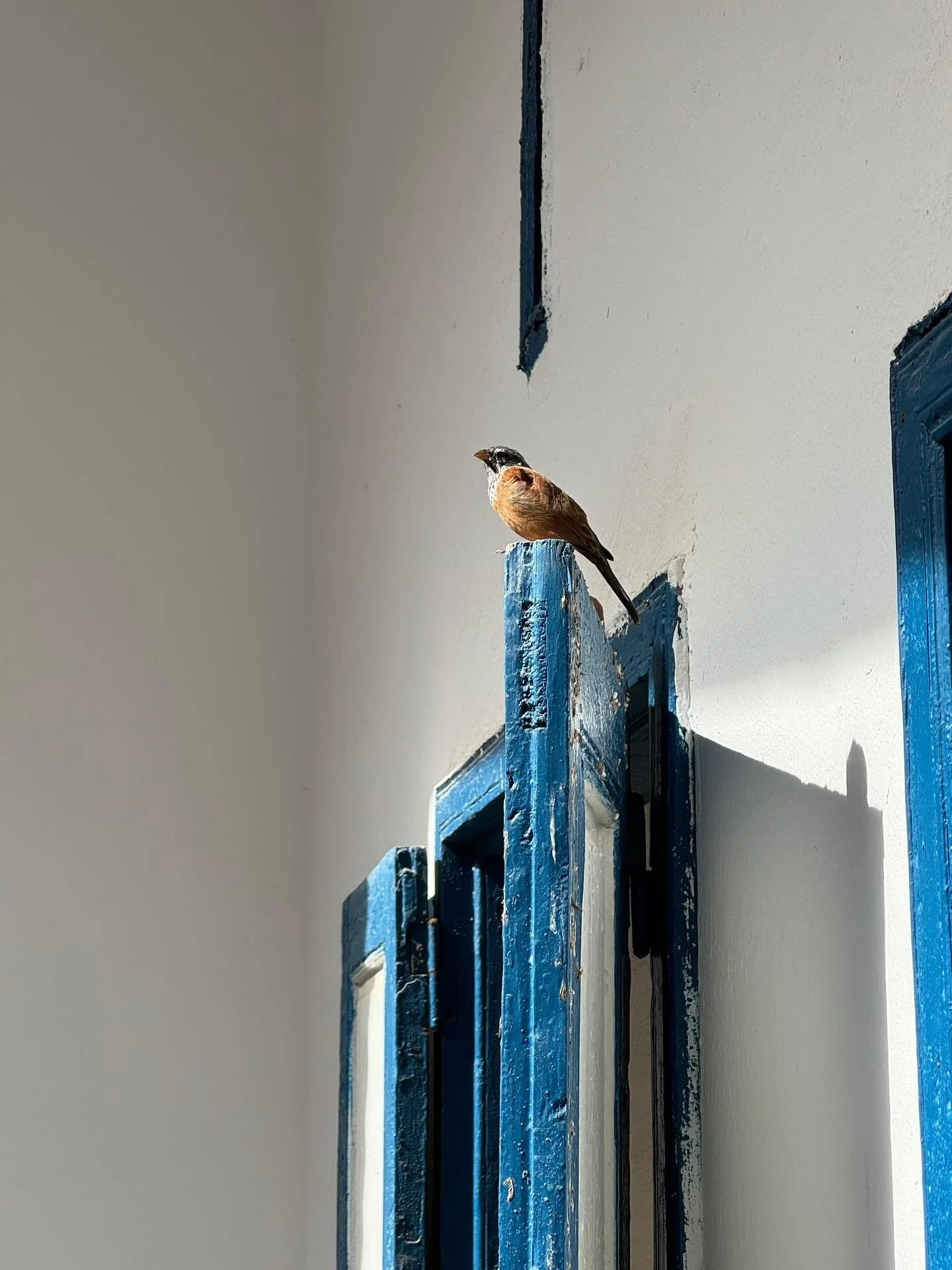 House buntings &amp; bougainvillea 🌺 our guardians for now