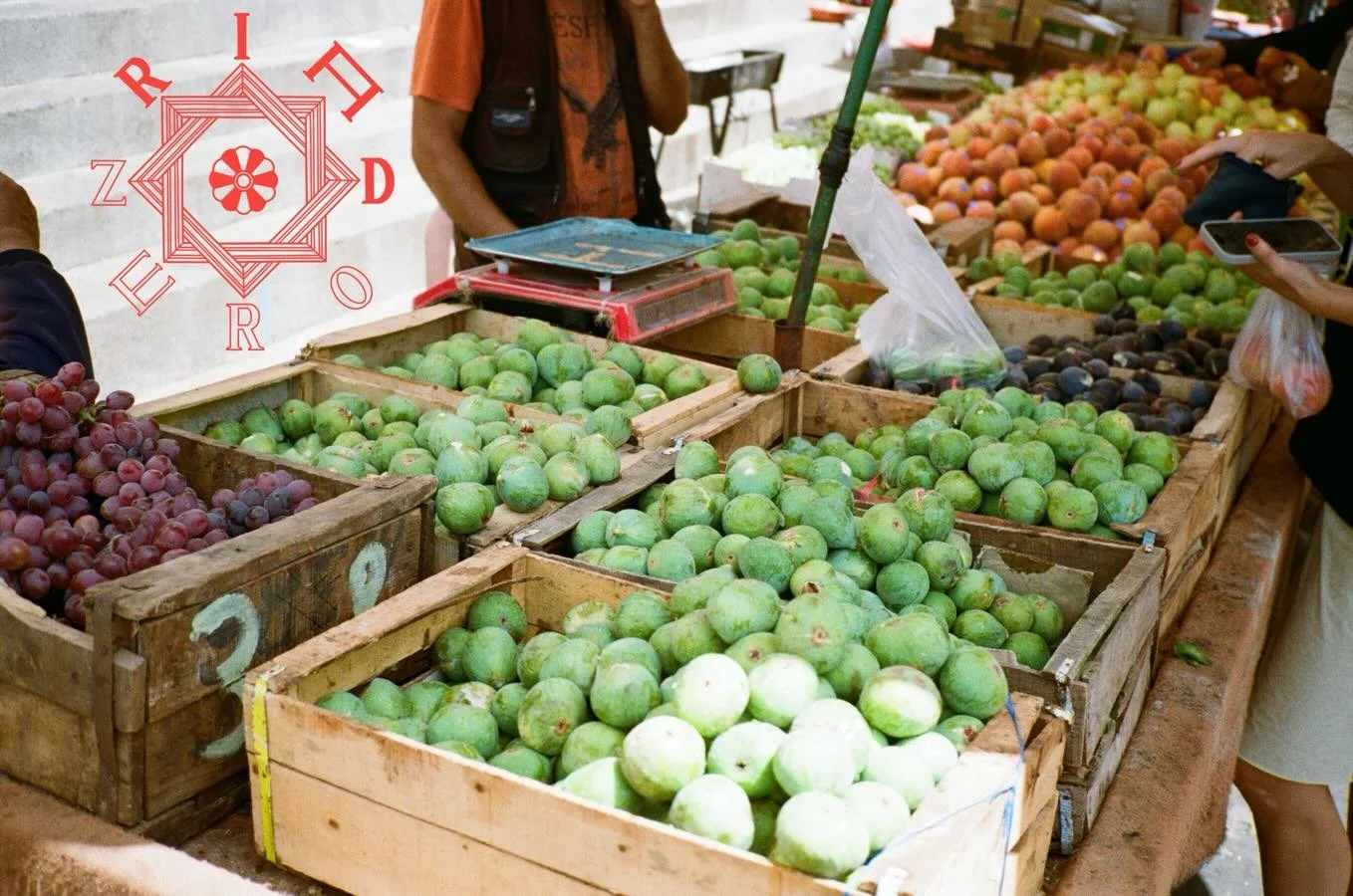 Picking figs