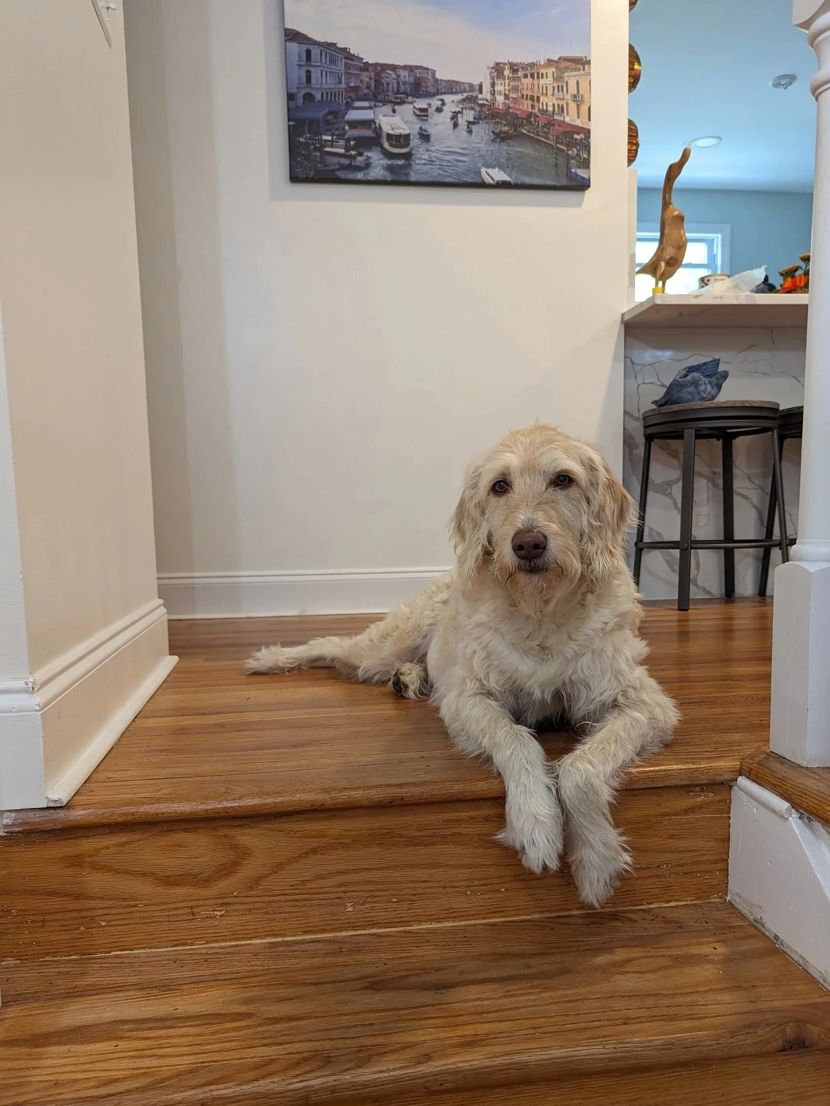 A light-colored dog with curly fur lying on a wooden floor in an interior space, looking at the camera.