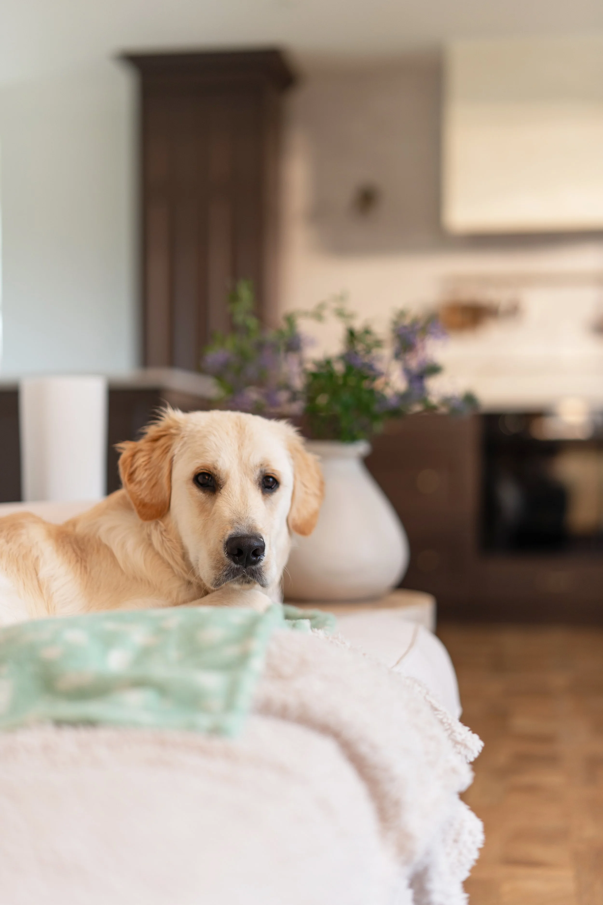 A golden retriever puppy lying on a white blanket on a table, with a background of a kitchen and a vase of purple flowers.