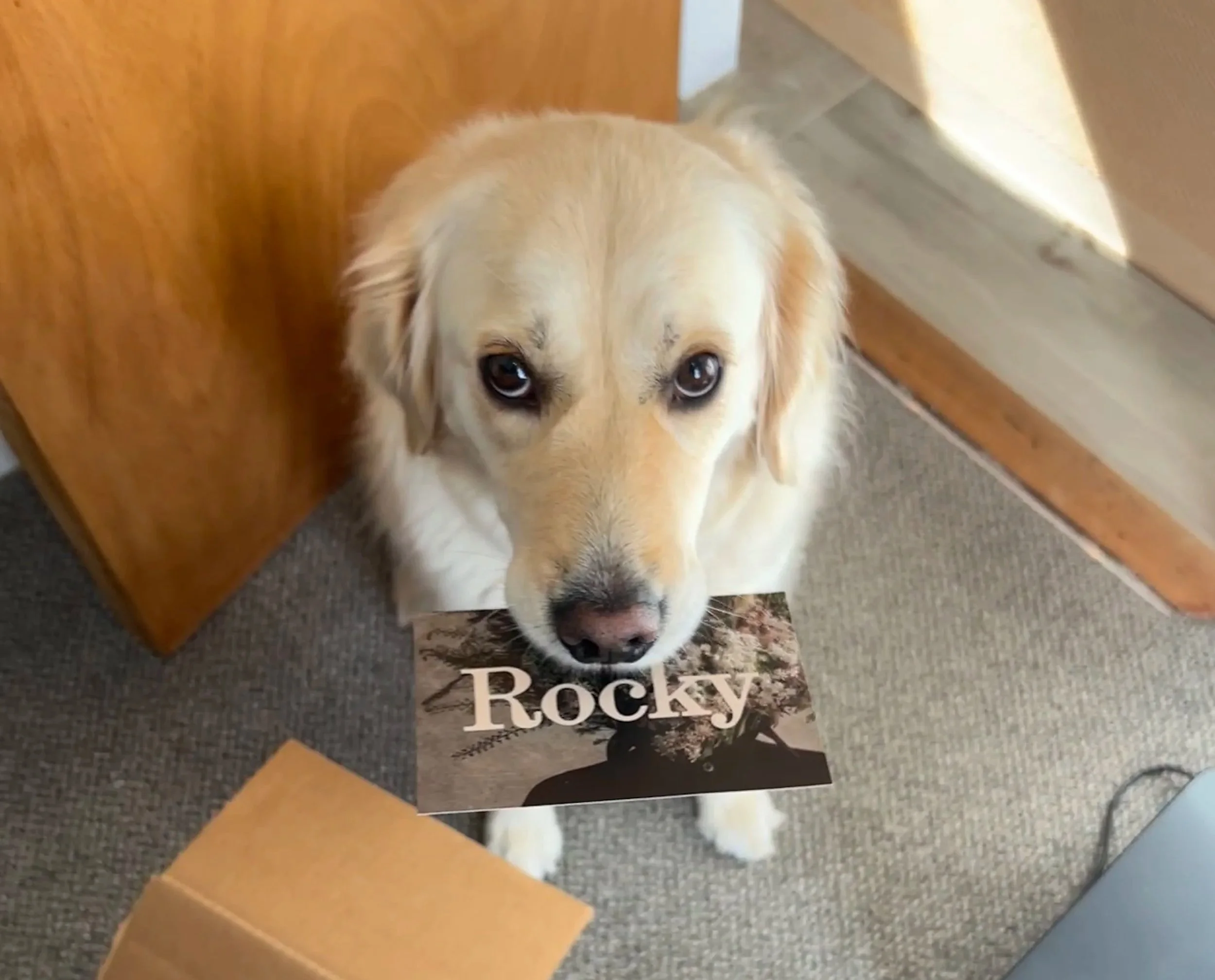A yellow Labrador retriever resting its head on a book titled "Rocky" with a picture of a dog on the cover. The dog is indoors on a grey carpeted floor near a wooden piece of furniture.