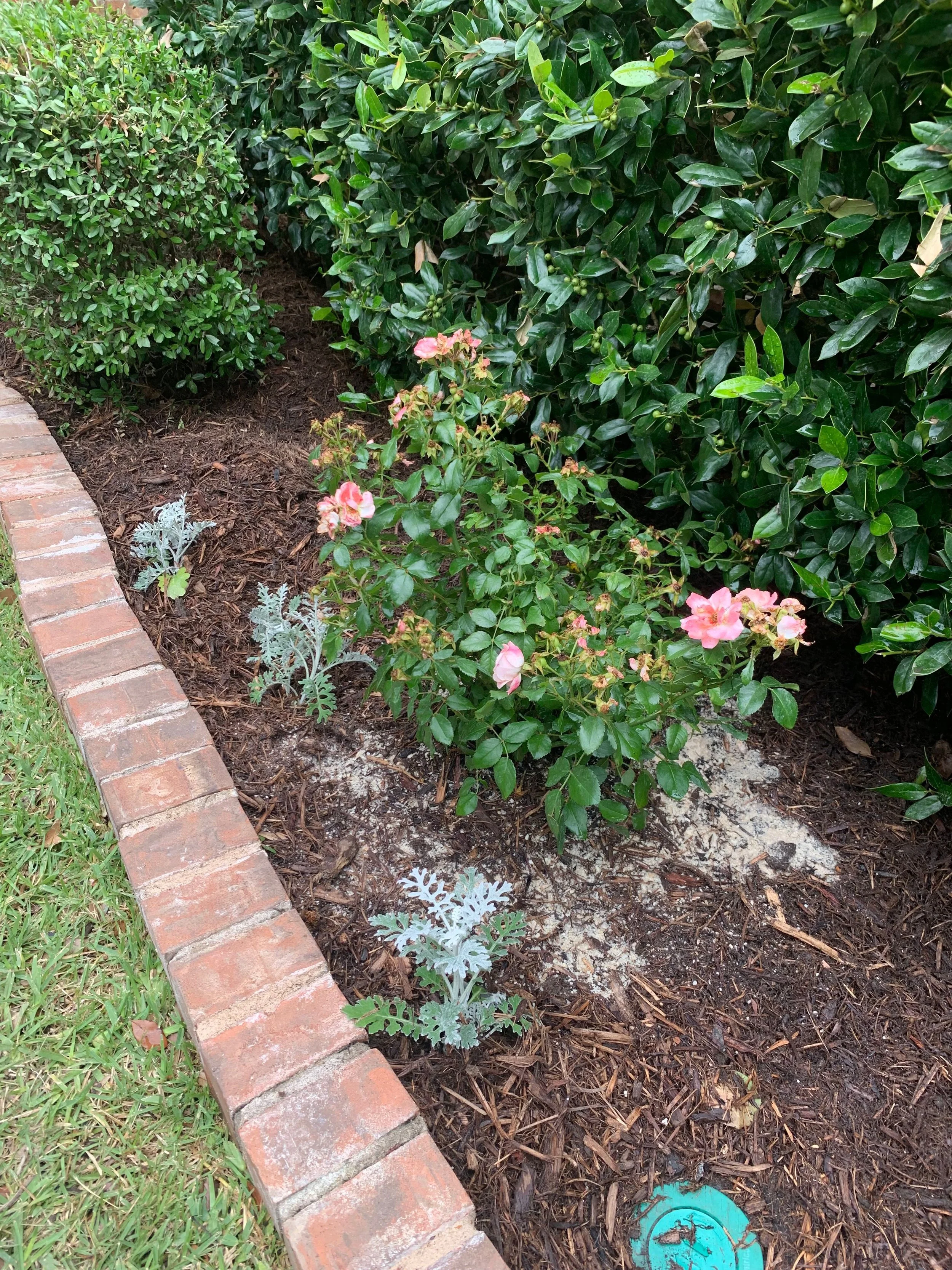 Landscape: Close up of new Peach Drift roses and dusty millers