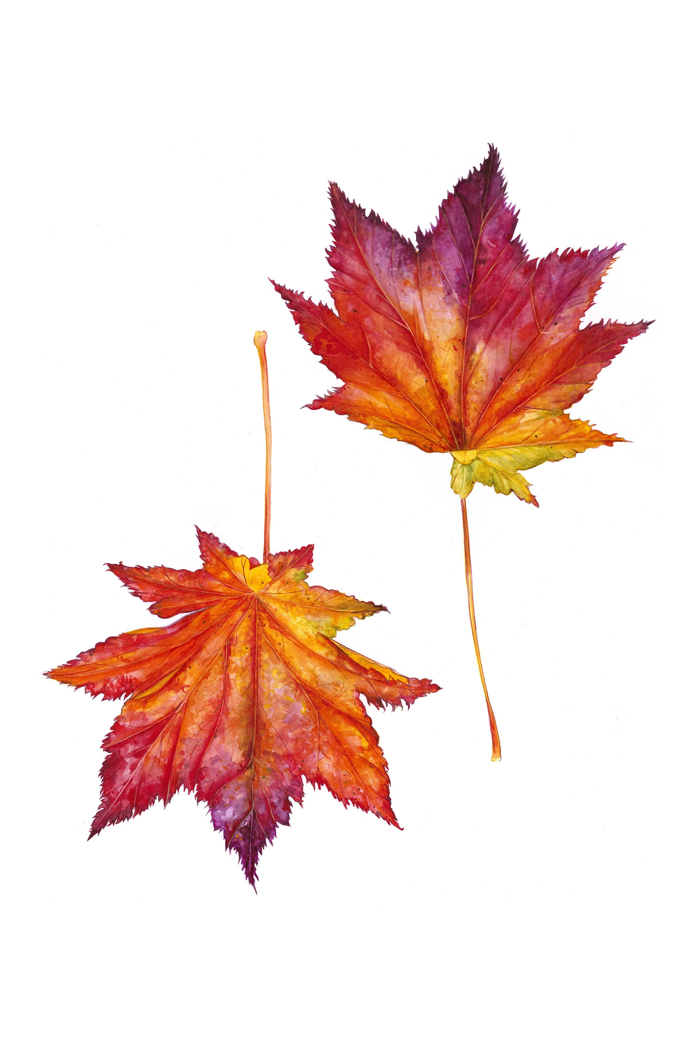 Autumn Leaf Elegance - Watercolor Print
