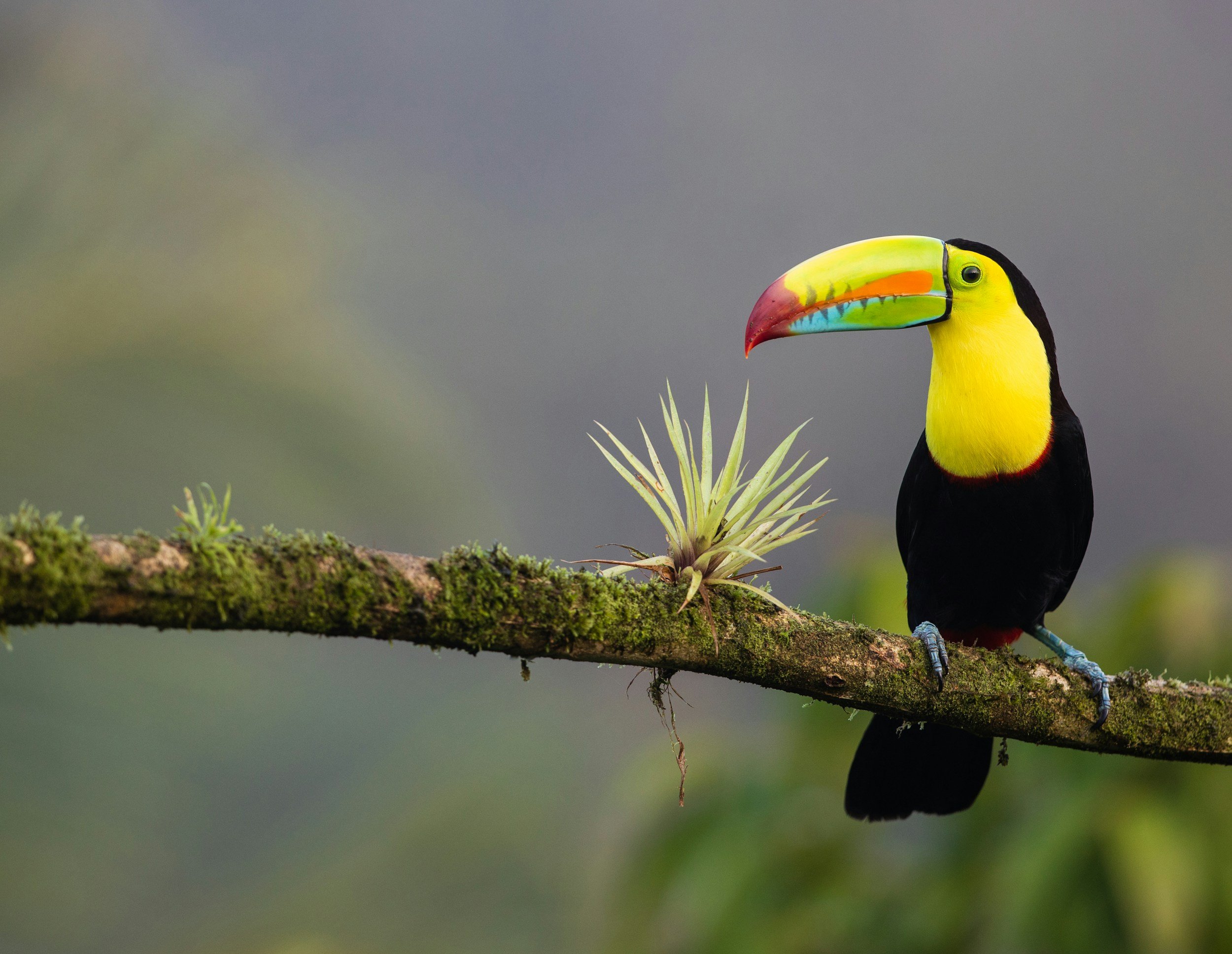 A toucan with yellow, black, and multicolored beak perched on a mossy tree branch with a small plant nearby, against a blurred green and purple background.