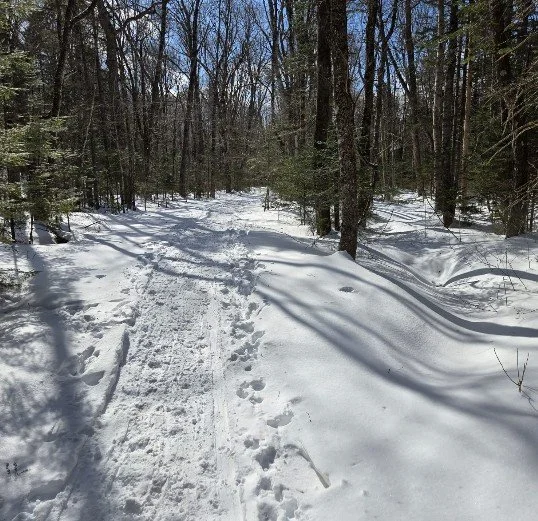 Snow-covered trail through a forest with footprints and ski tracks, surrounded by trees under a clear sky.