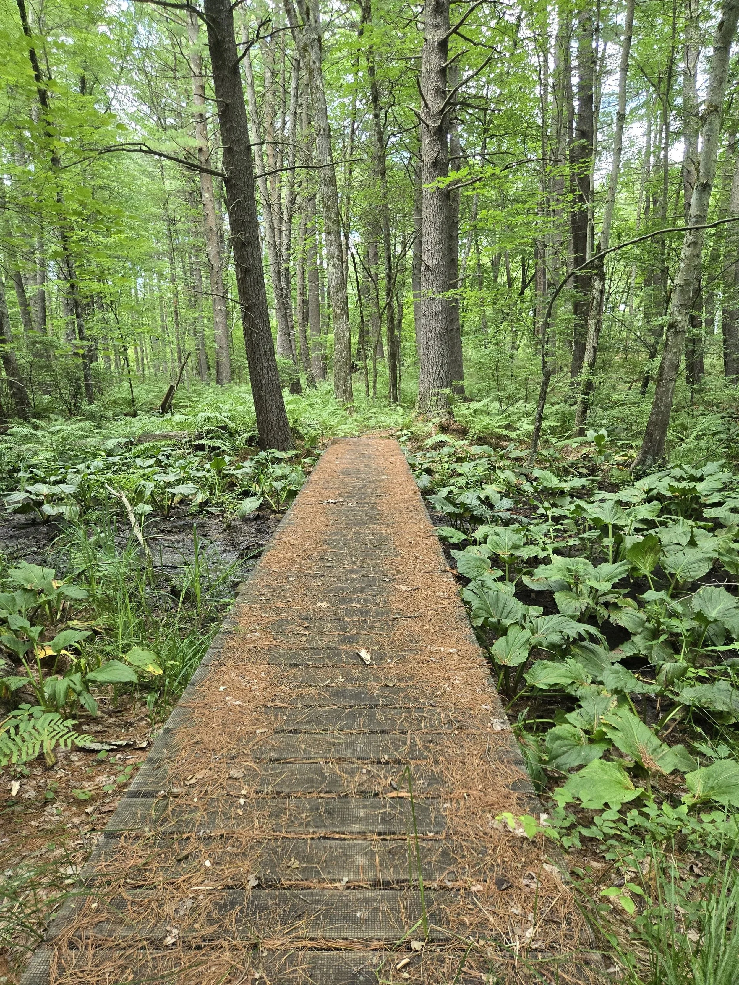 Path in the woods