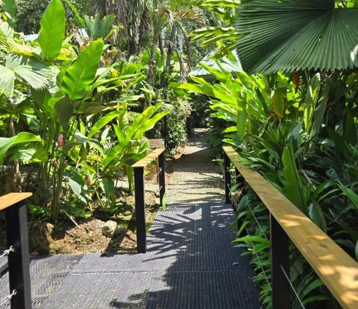 A narrow garden pathway surrounded by lush green tropical plants and trees, with sunlight casting shadows on the path.