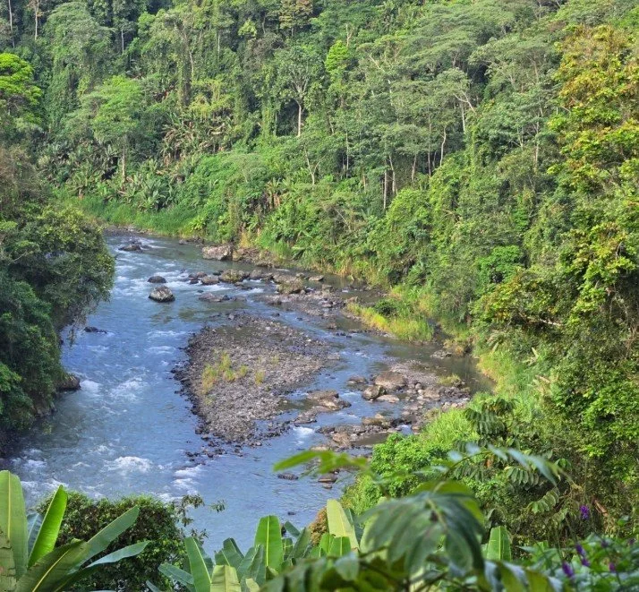 A river flowing through a lush, green forested valley with trees and vegetation on both sides.