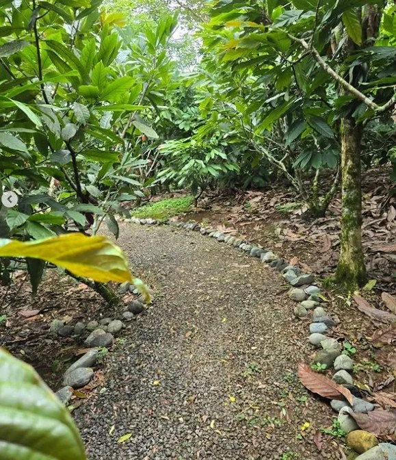 A gravel pathway winding through a lush, green forest with trees and dense foliage on both sides.