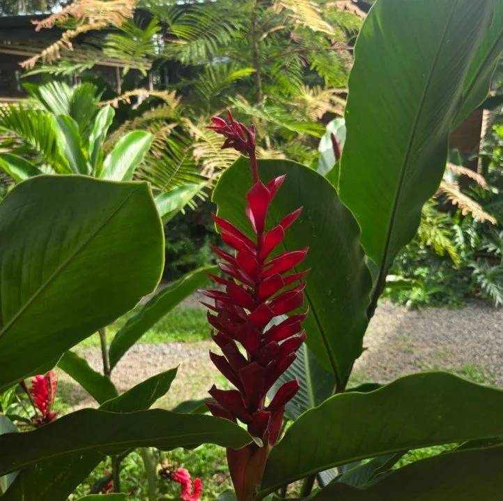 Close-up of a red ginger flower with large green leaves in a lush tropical garden.
