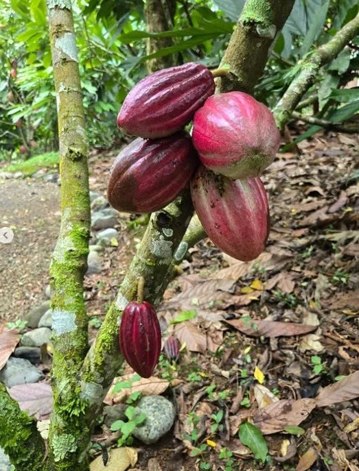 Close-up of several purple and pink cacao pods growing on a tree branch in a jungle.