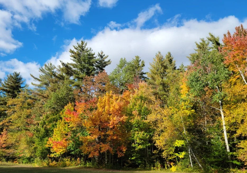 Colorful autumn trees under a partly cloudy blue sky.