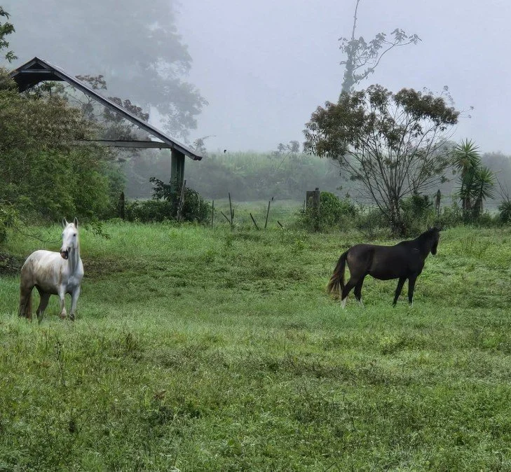 A green field with two horses, one white and one black, and trees in the background with fog and a small structure with a roof.