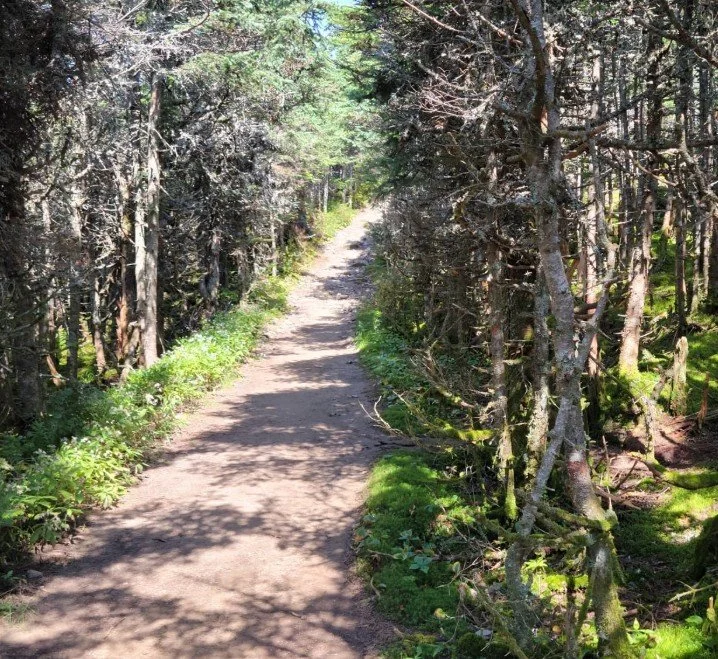A dirt trail winding through a densely wooded forest with sunlight filtering through the trees.