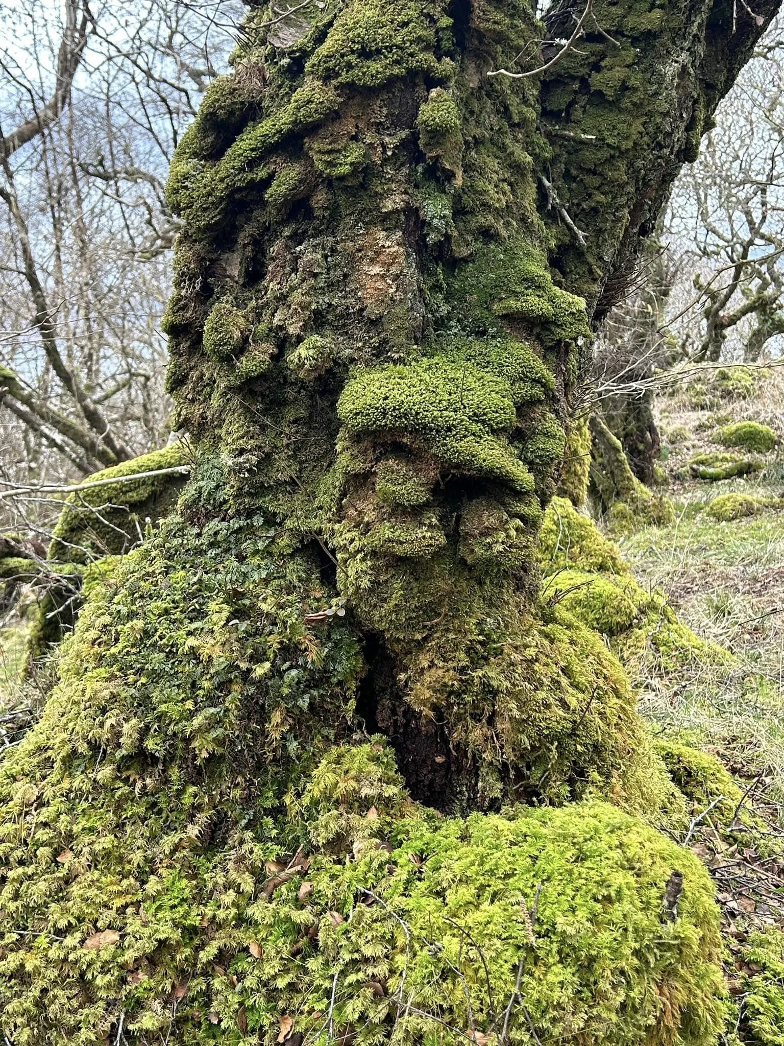 A tree covered in a rich carpet of mosses and lichens and ferns