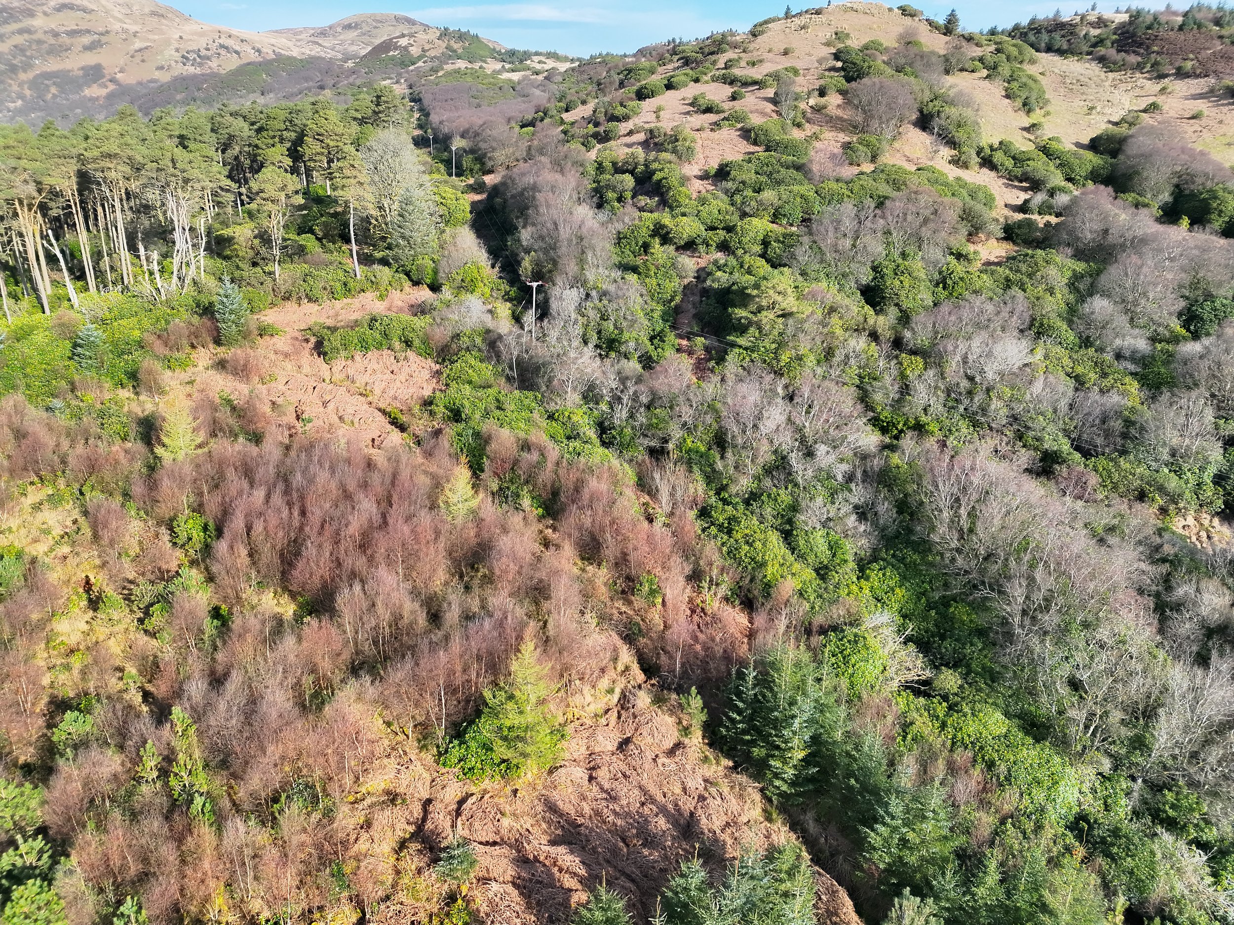 Building the foundations for East Kintyre’s rainforest recovery