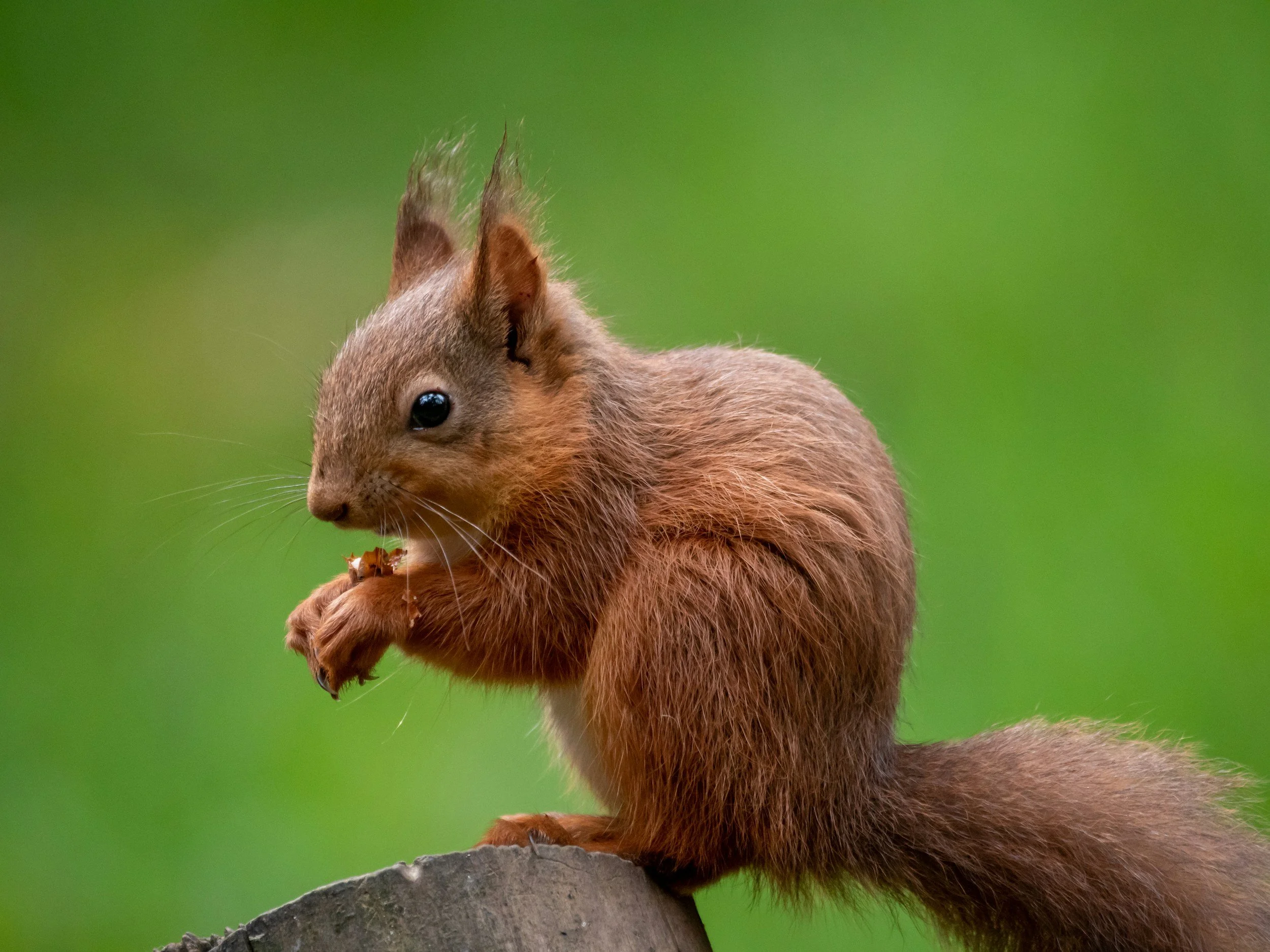 Red squirrel