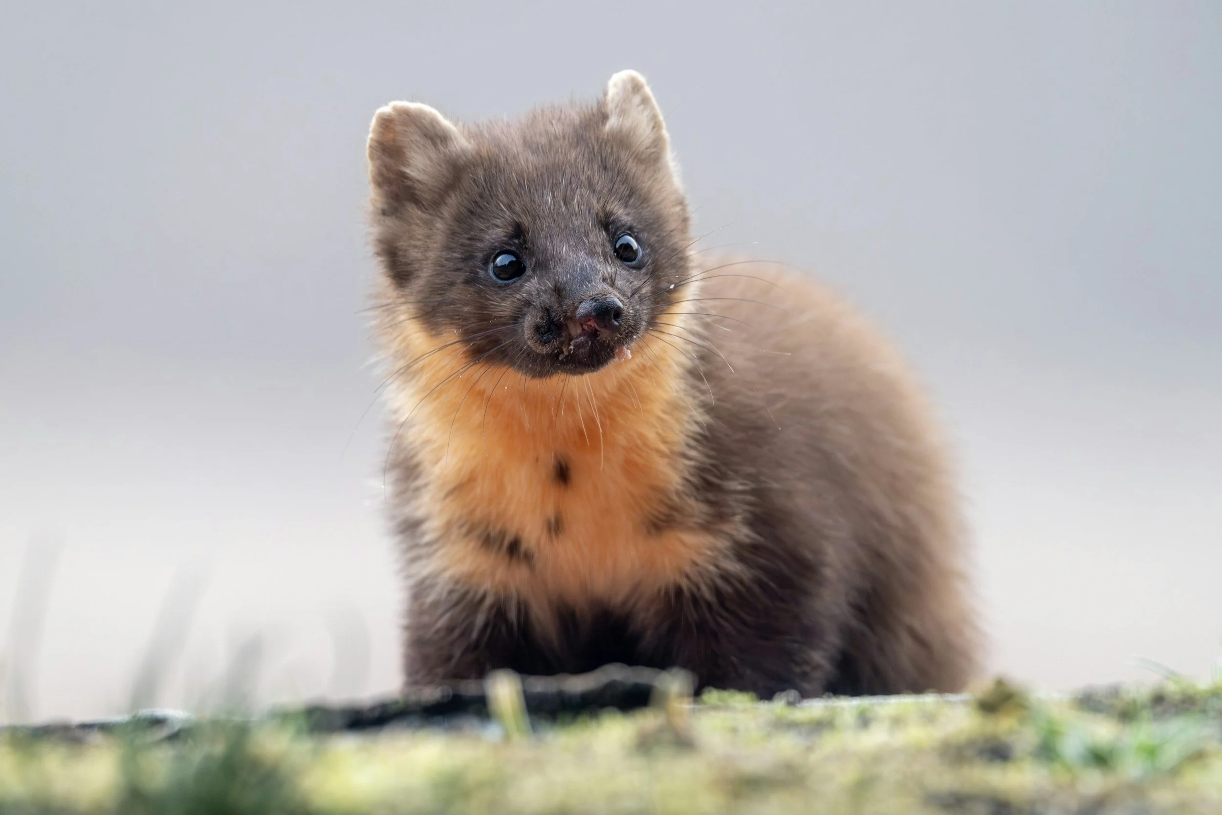 Pine Marten