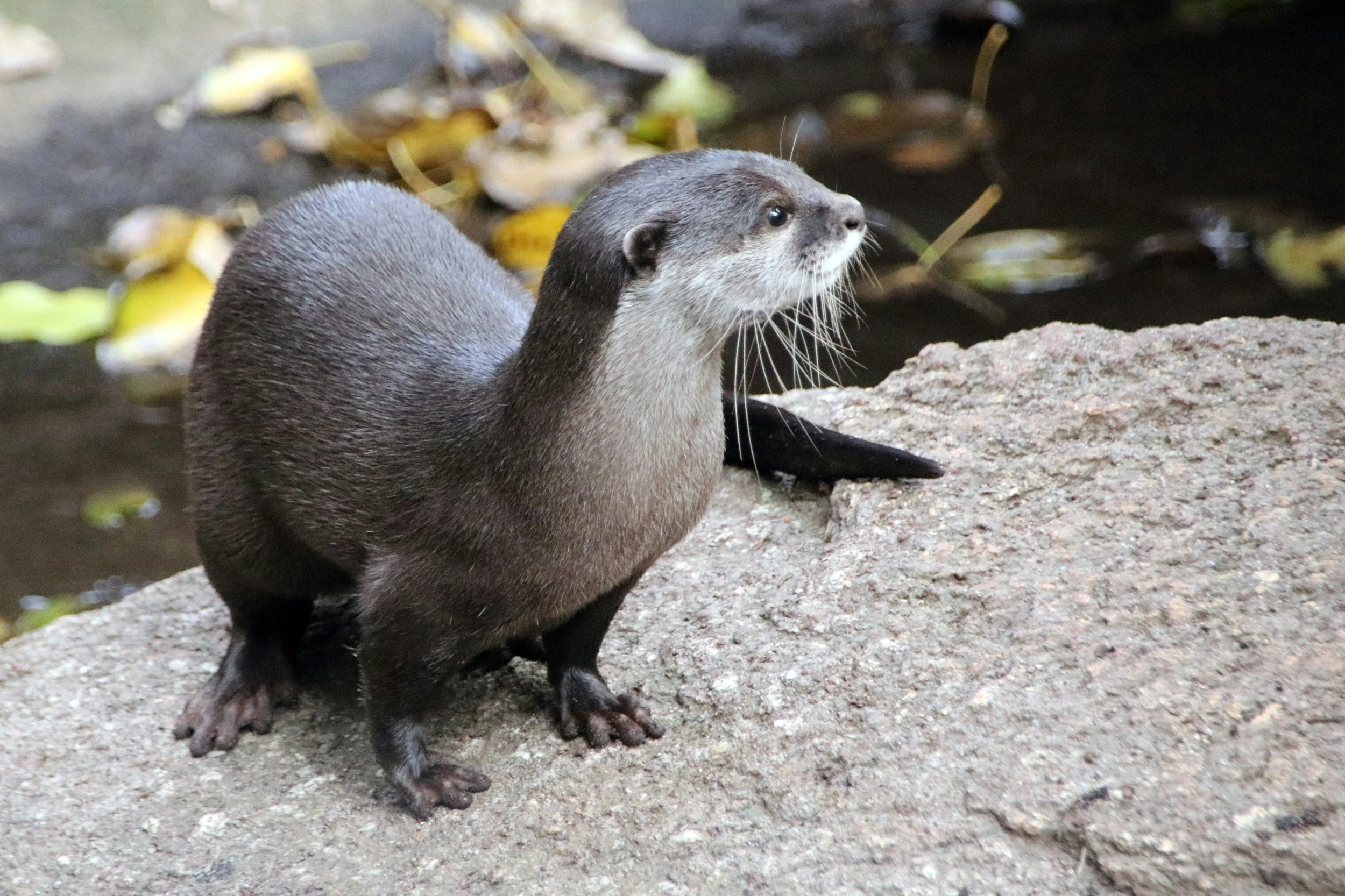 Eurasian Otter