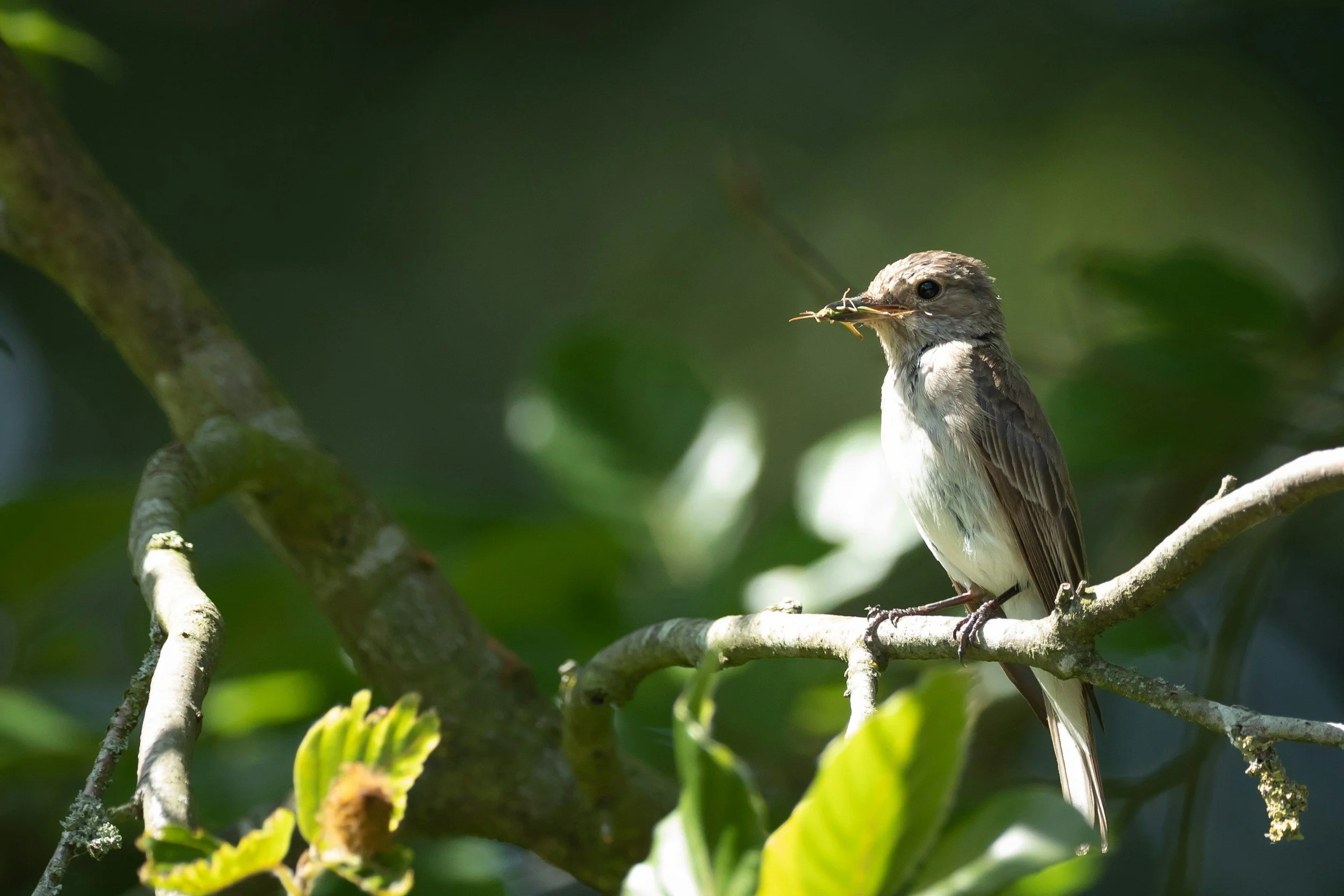 Pied flycatcher, a summer visitor to Scotland's woodlands
