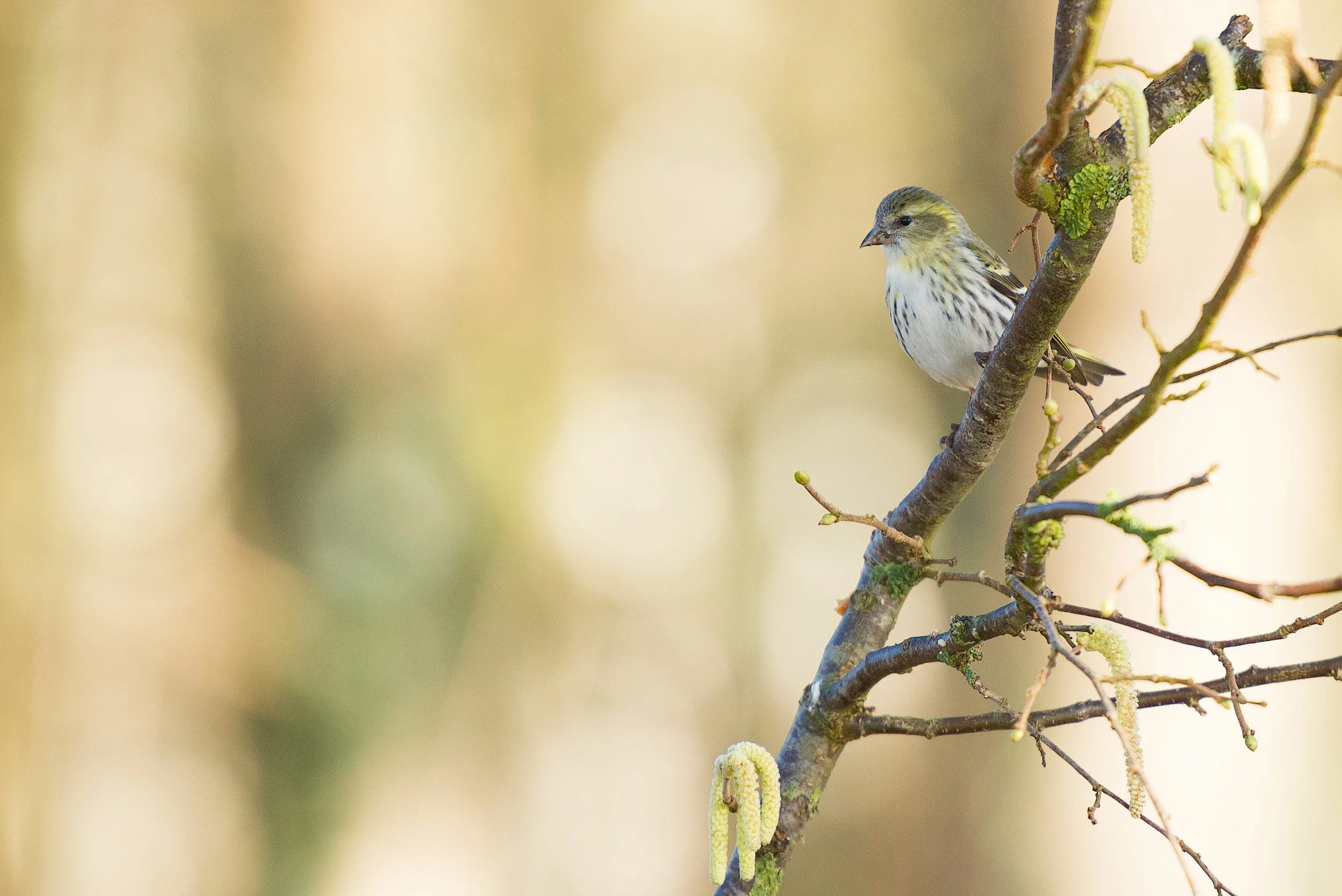 Eurasian Siskin