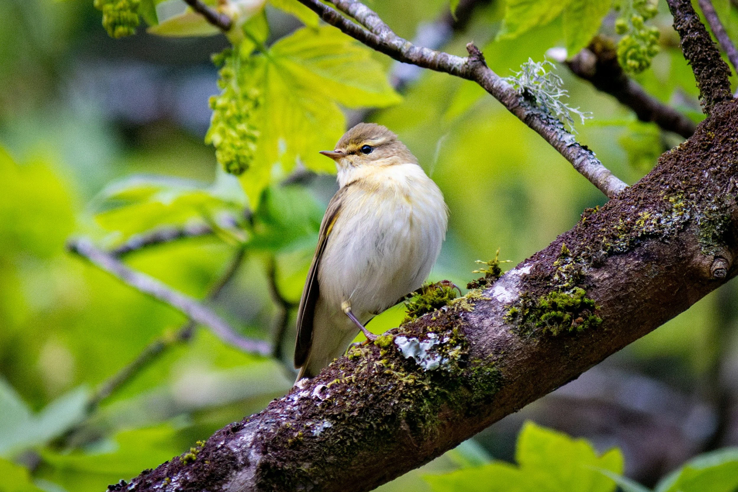 Willow Warbler