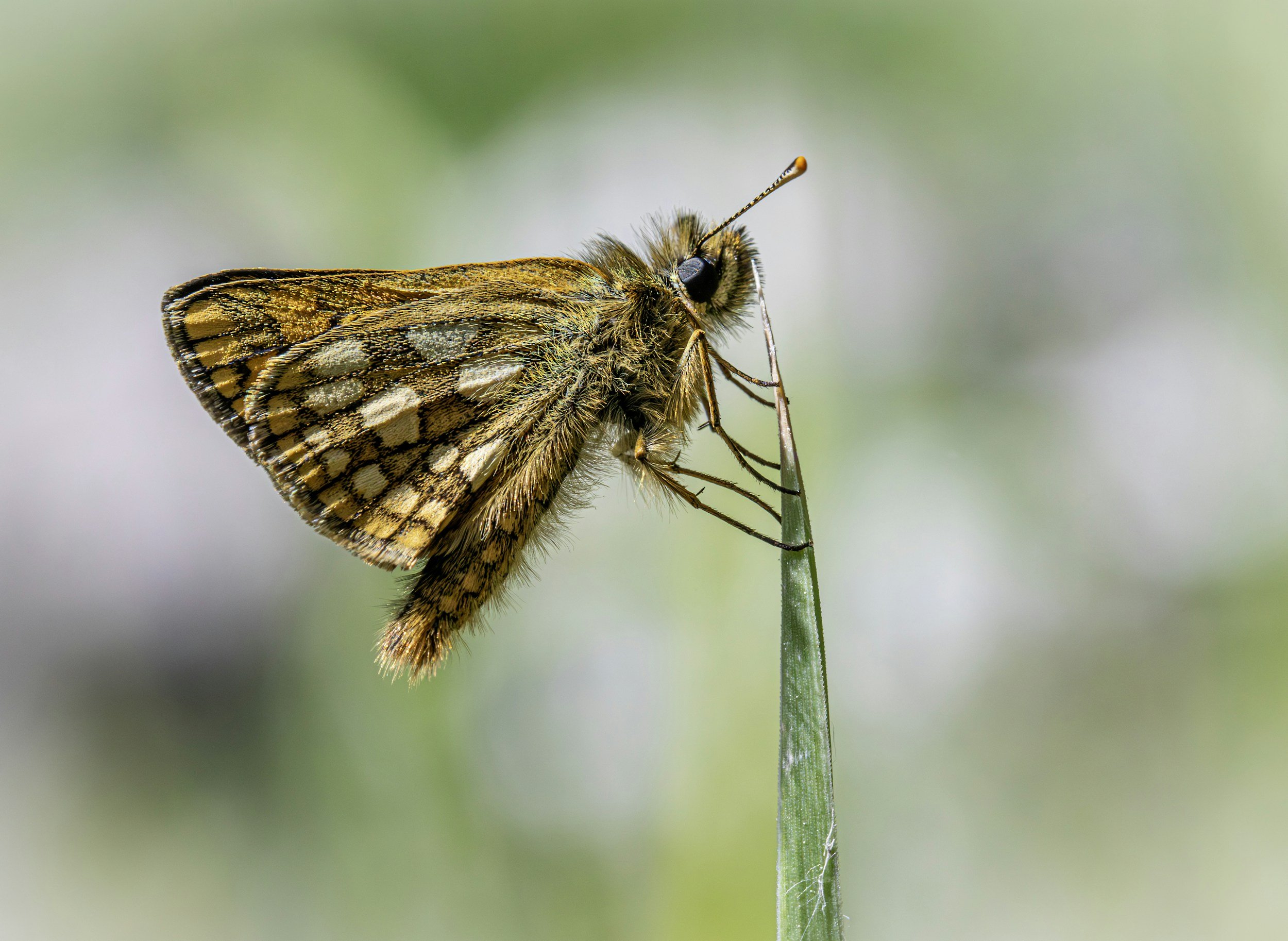 Chequered Skipper Butterfly