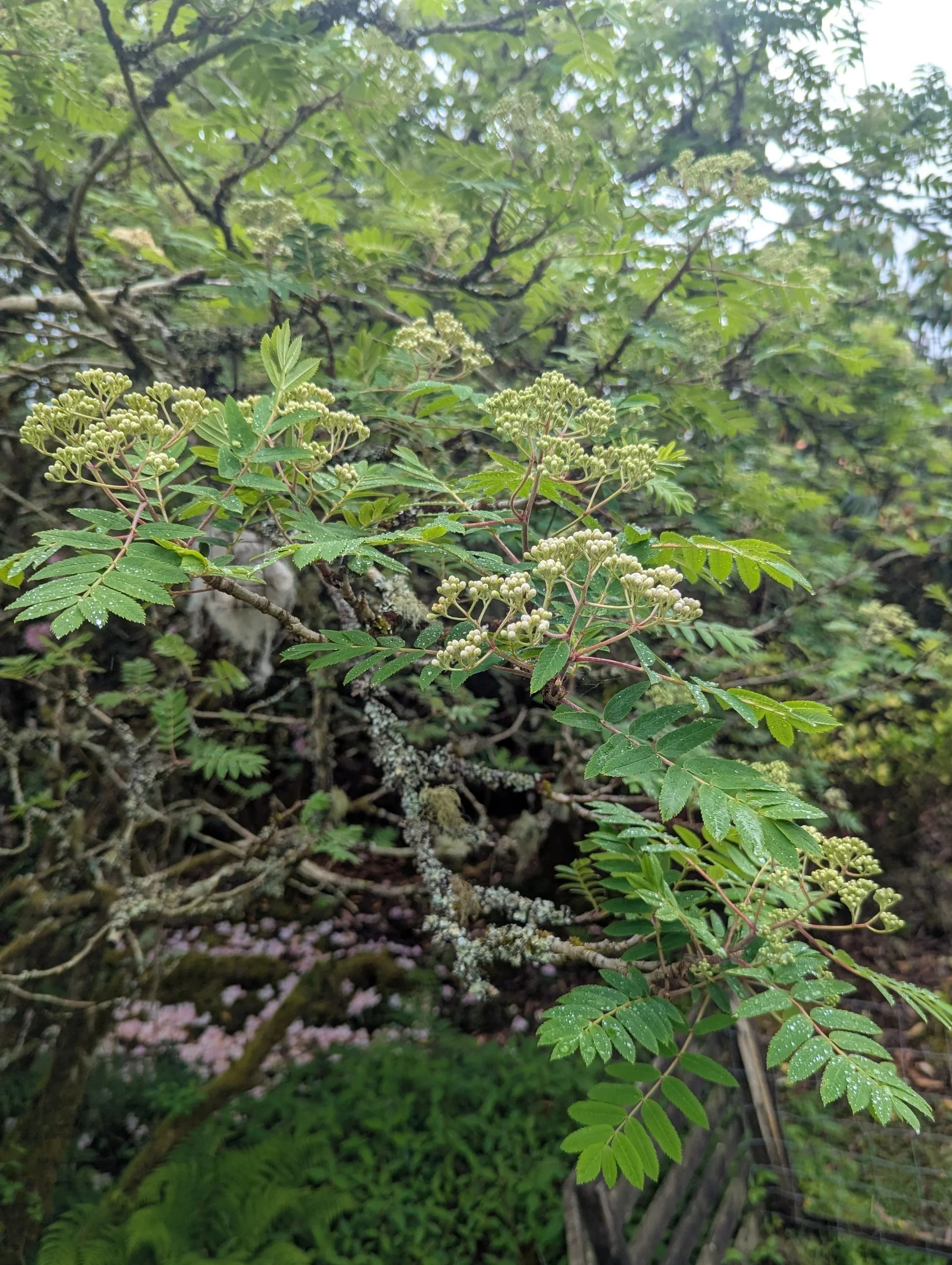 Rowan