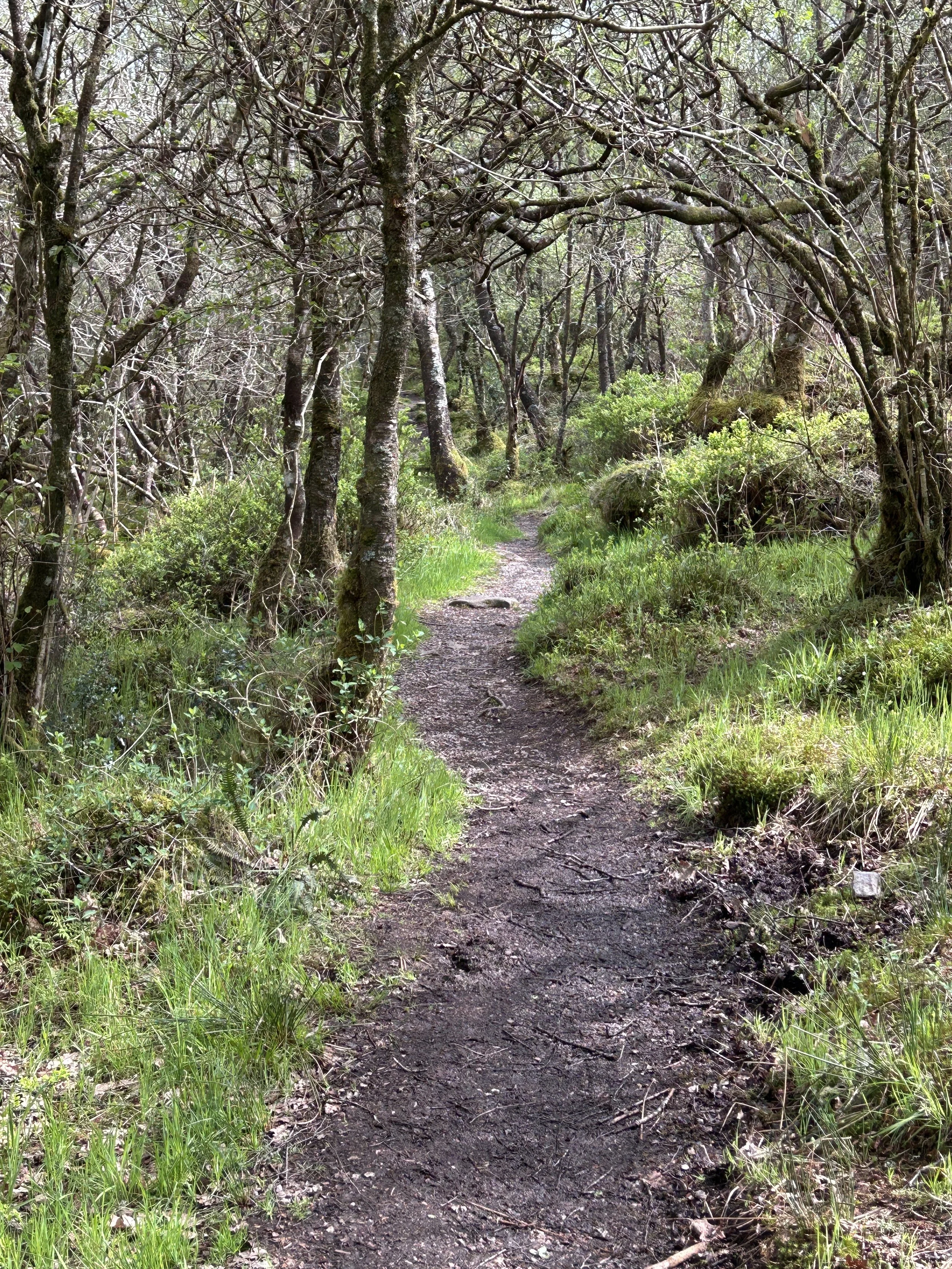 Walking White Shore, Tarbert with Kintyre Rainforest Alliance and the Kintyre Way