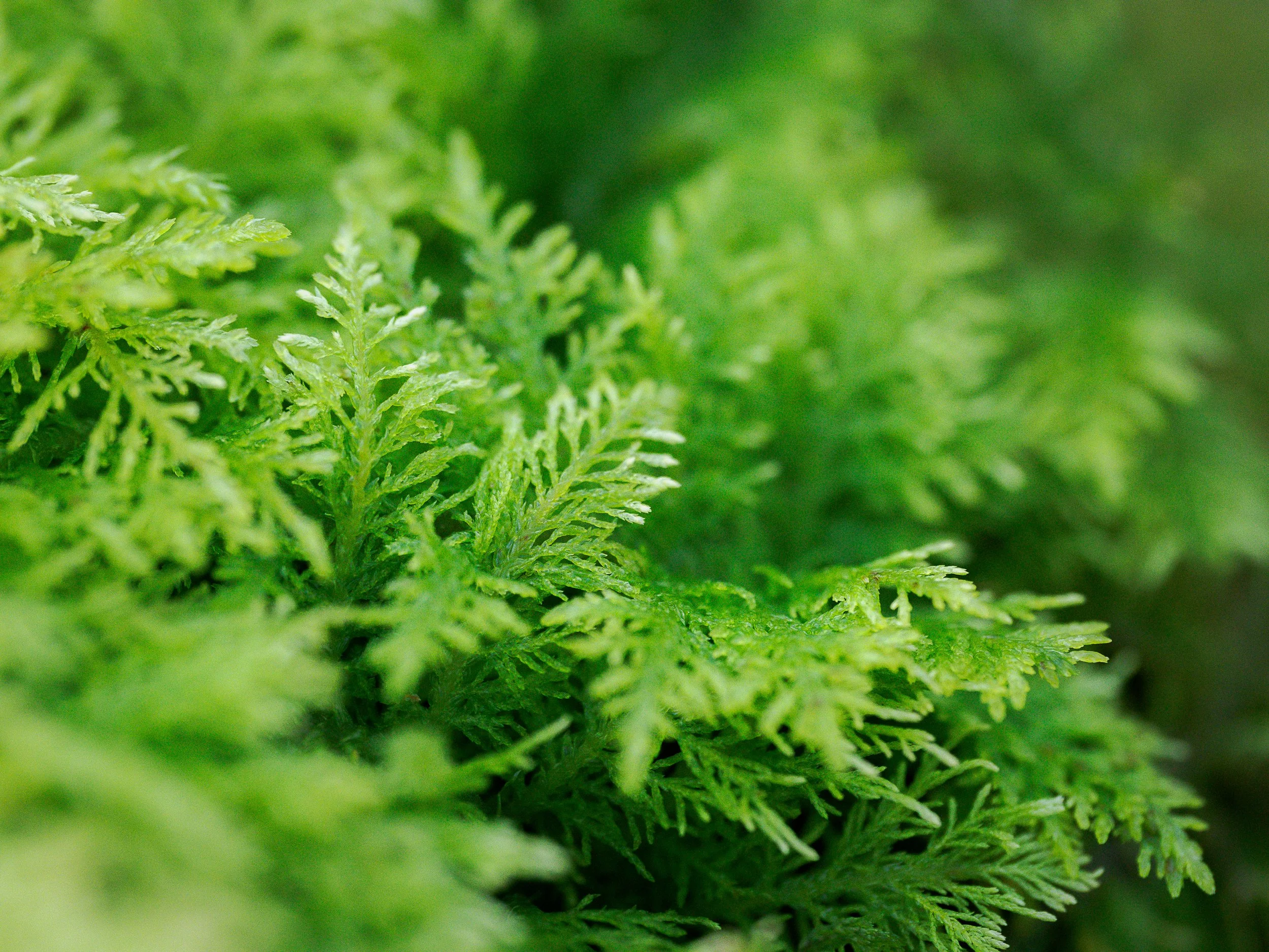 Thuidium tamariscinum (Moss) E Kintyre