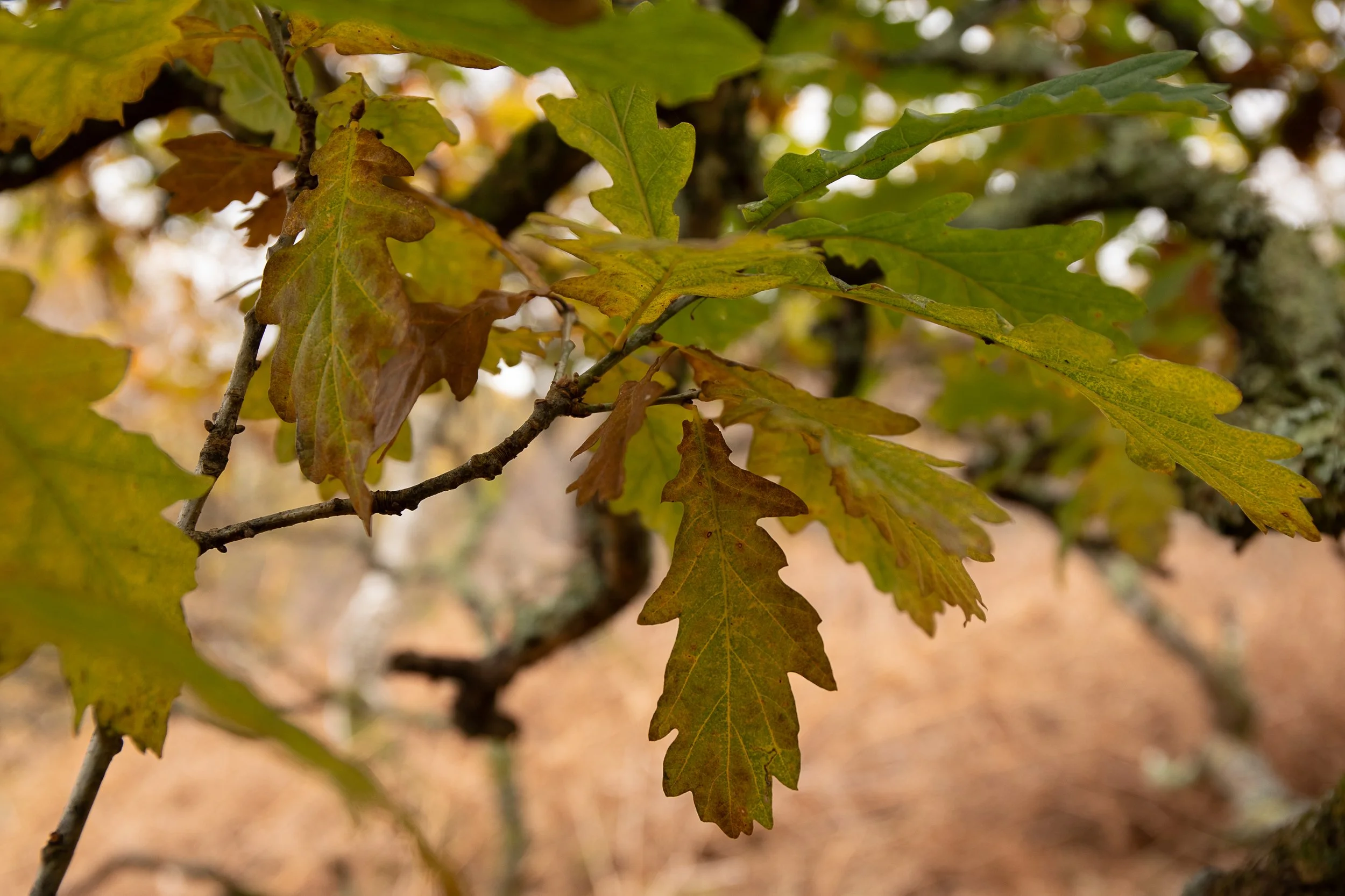 Autumnal Oak leaves,, Kintyre