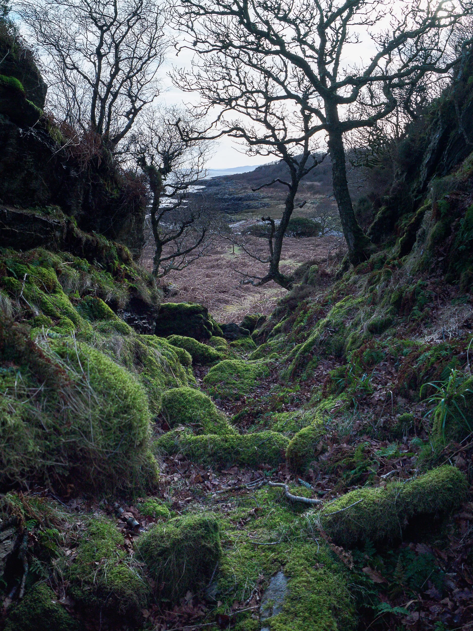 Mossy ravine, Kintyre