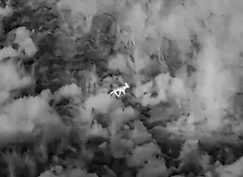 Thermal image taken with a drone showing a deer through conifer cover