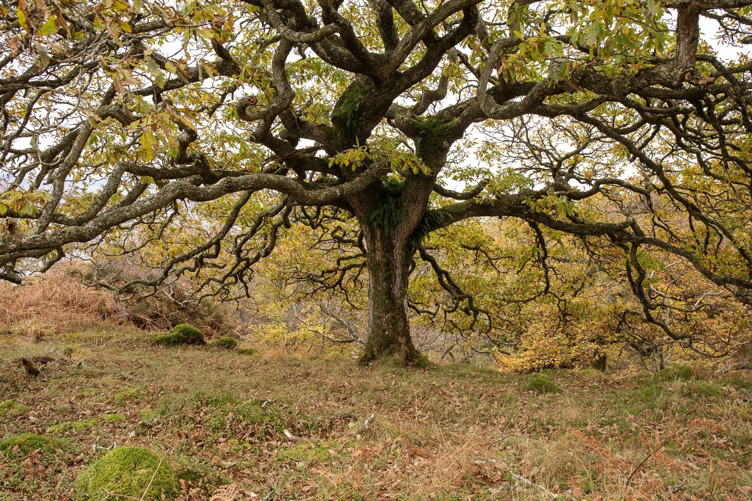 Oak tree in autumn