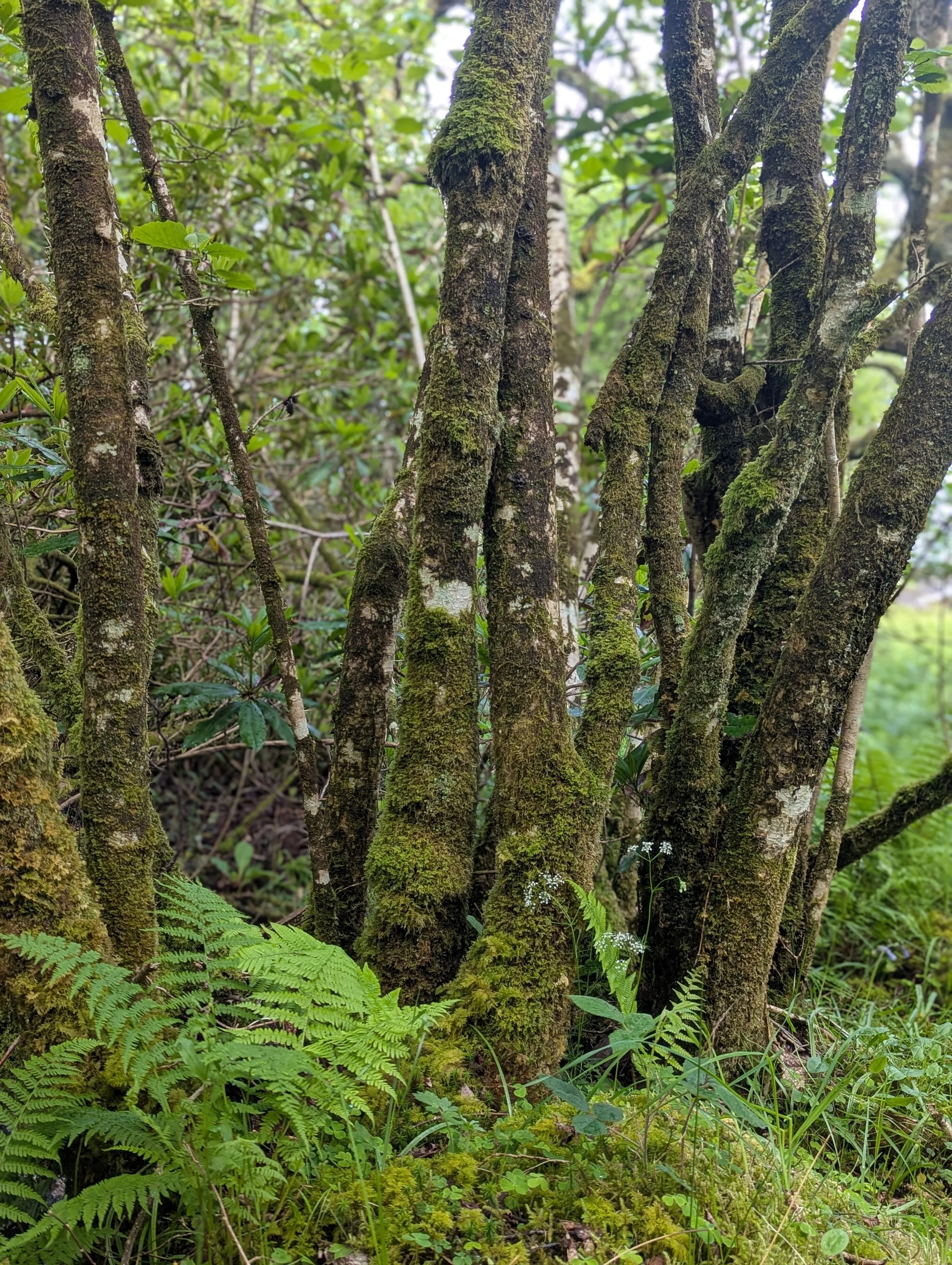 Hazel trees