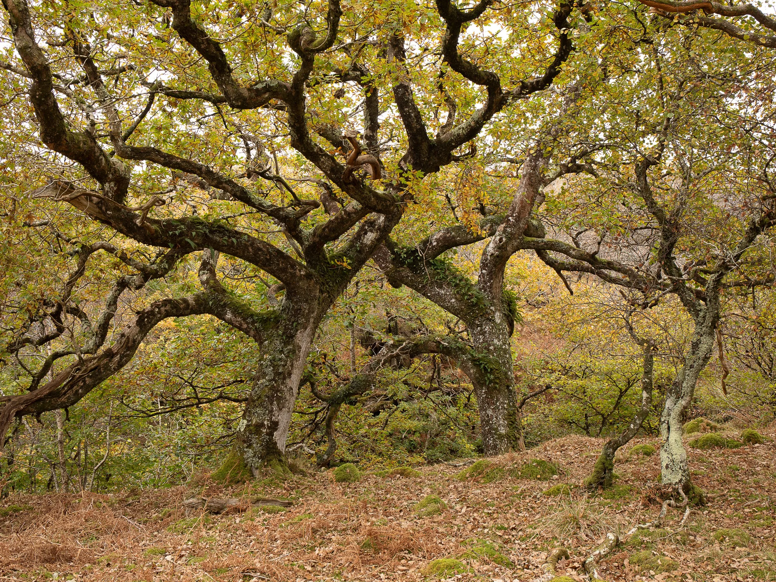 Synchronised growing, Oaks, Kintyre