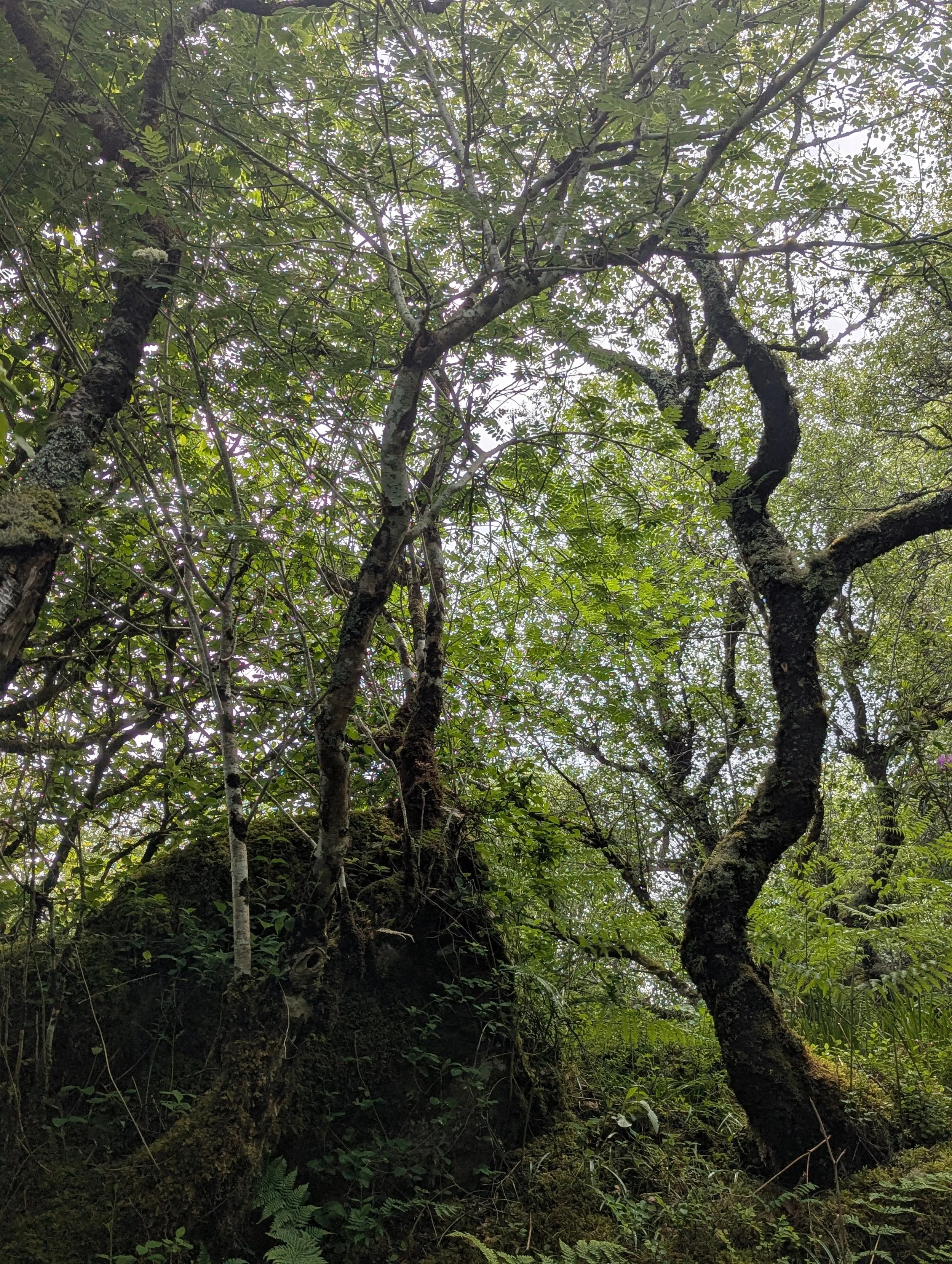 Trees in a East Kintyre rainforest
