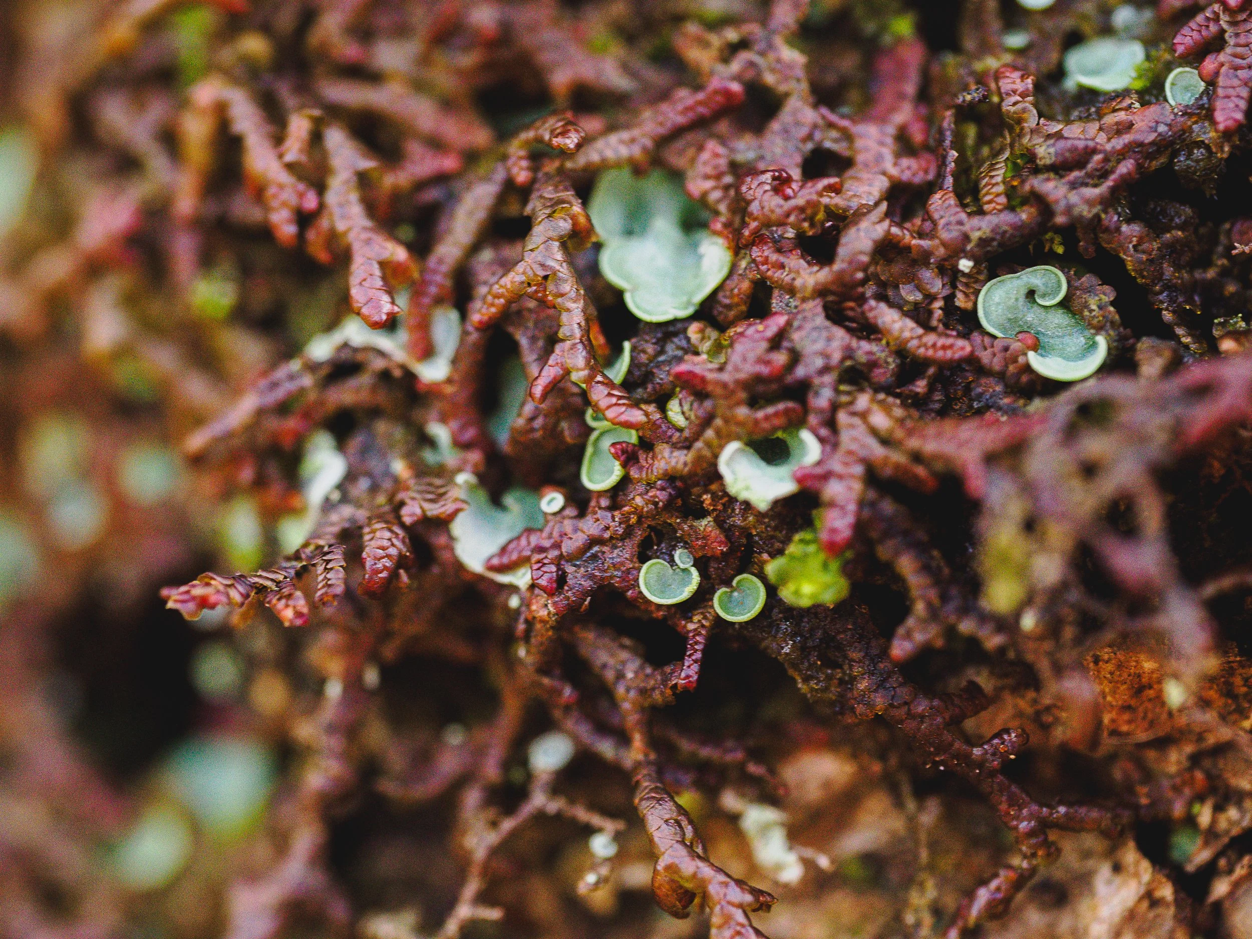 Normandia pulchella (Elfs Ears) surrounded by gorgeous red liverwort (to be identified!) E Kintyre

