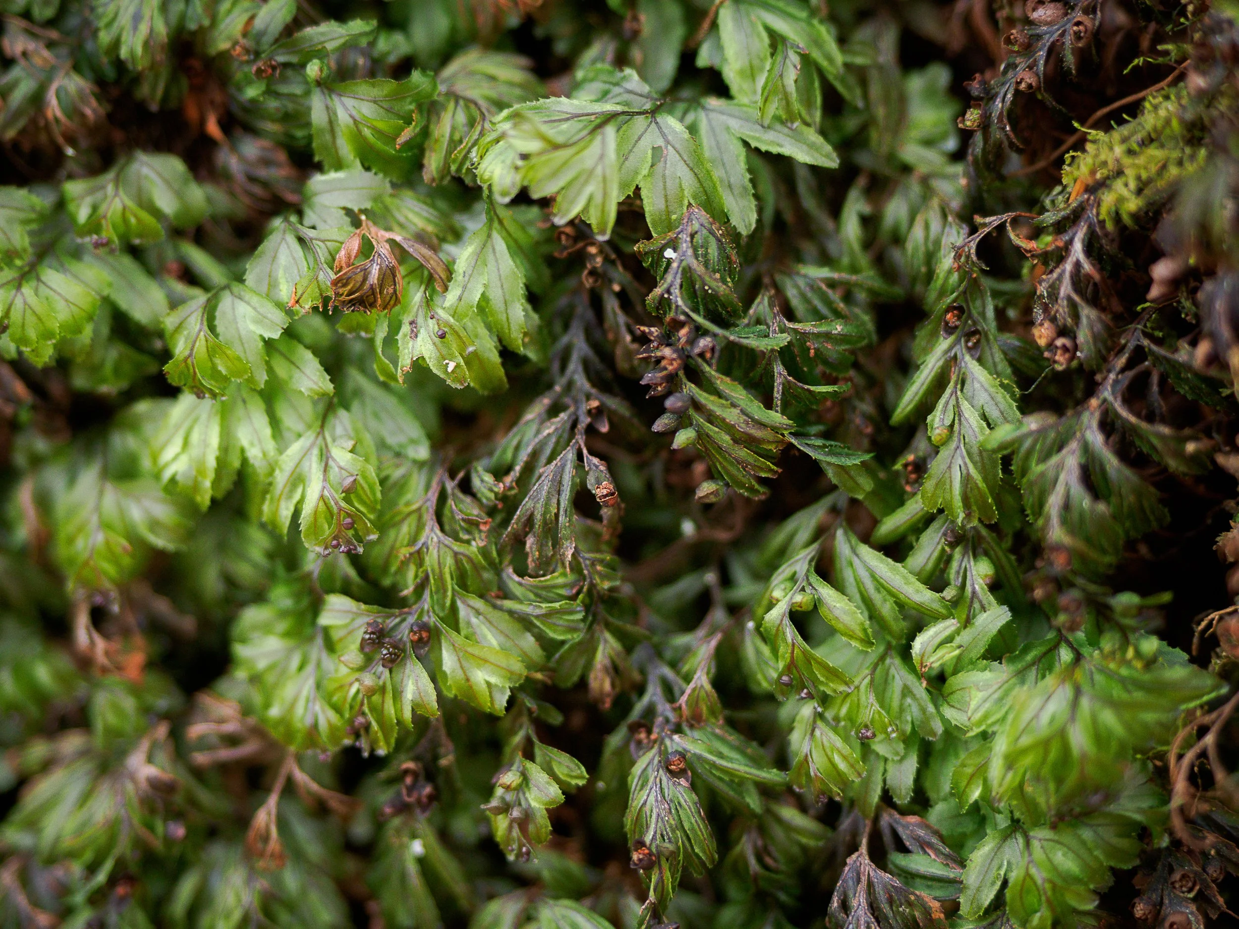 Wilson's Filmy Fern E Kintyre