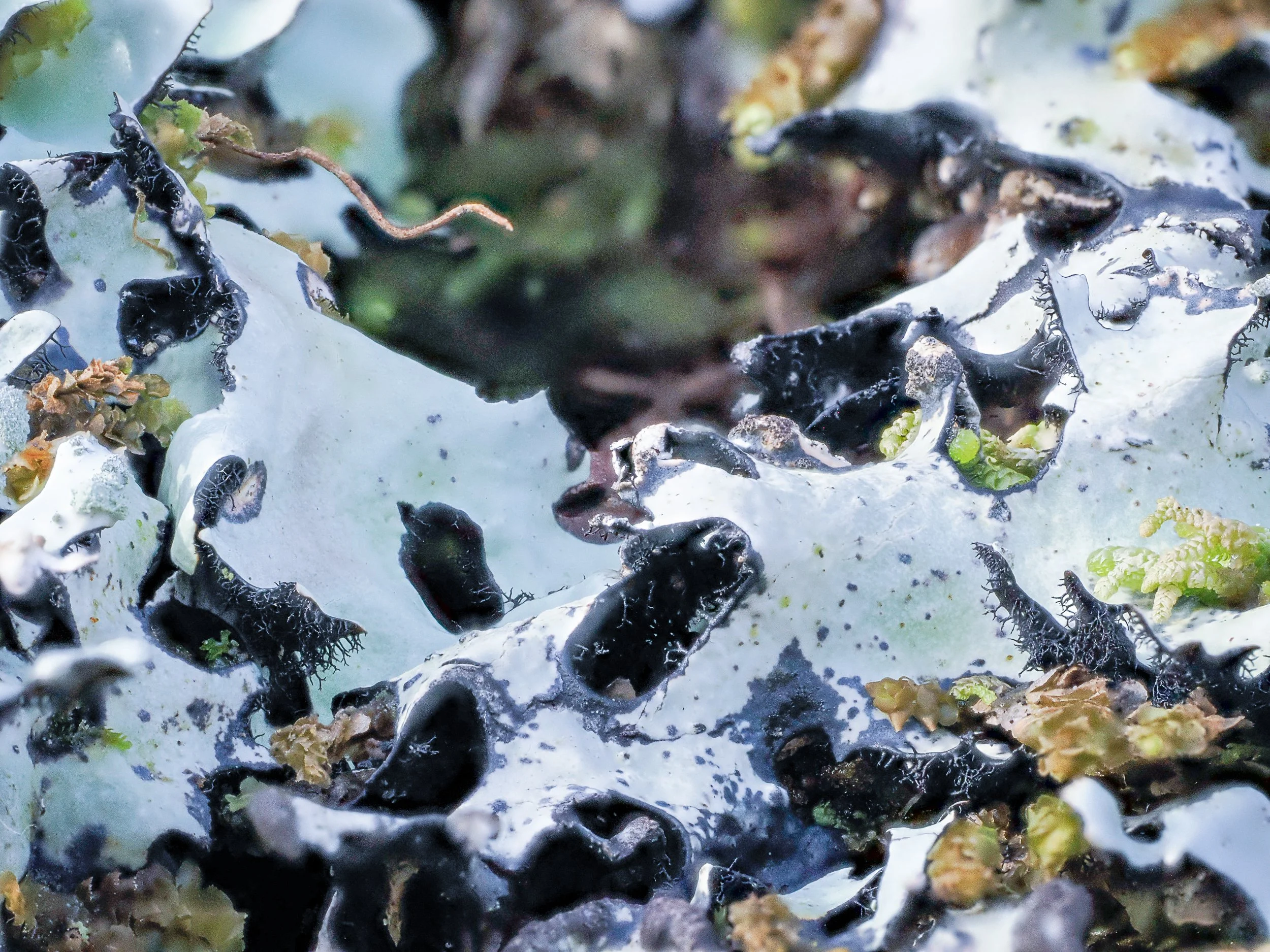 To be confirmed - possibly Hypotrachyna taylorensis? E Kintyre