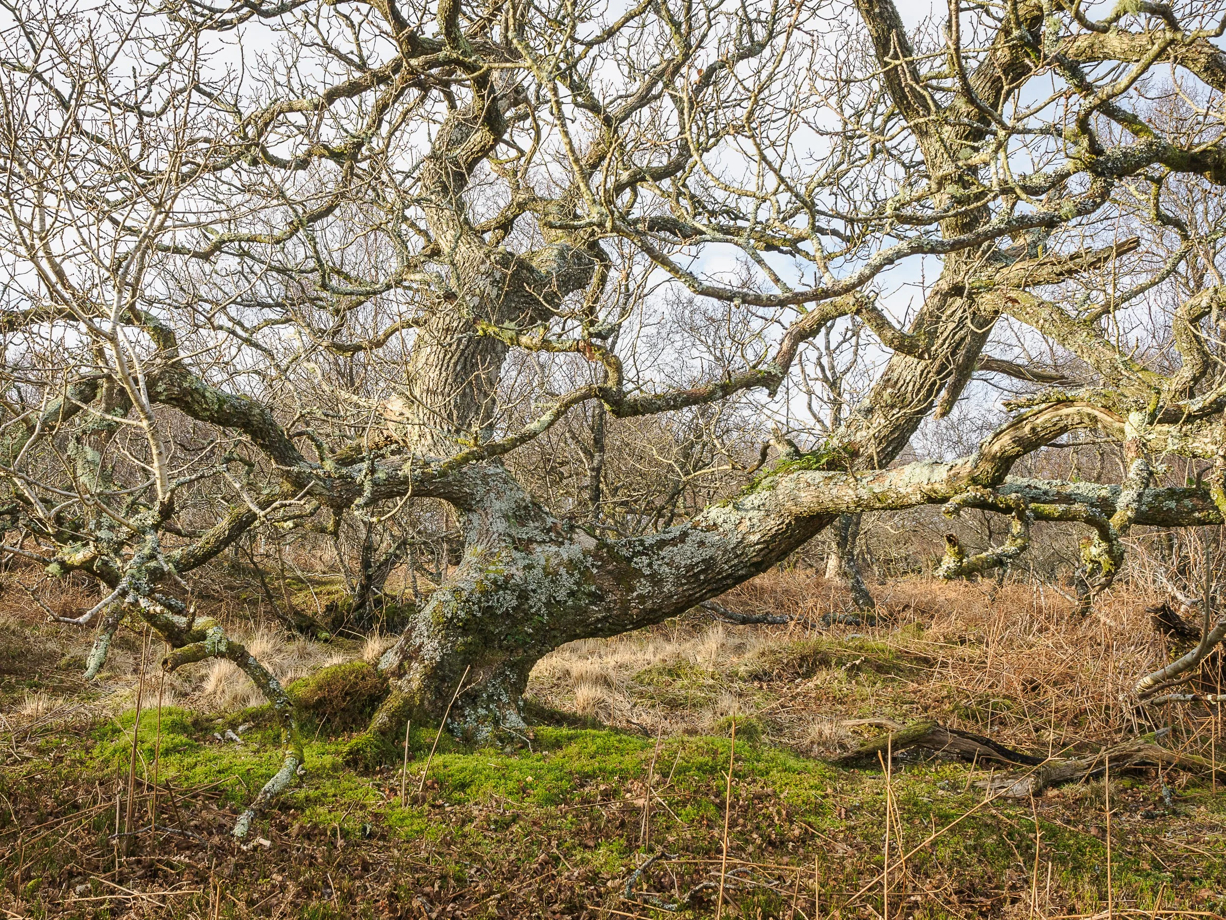 Oak Tree, Kintyre