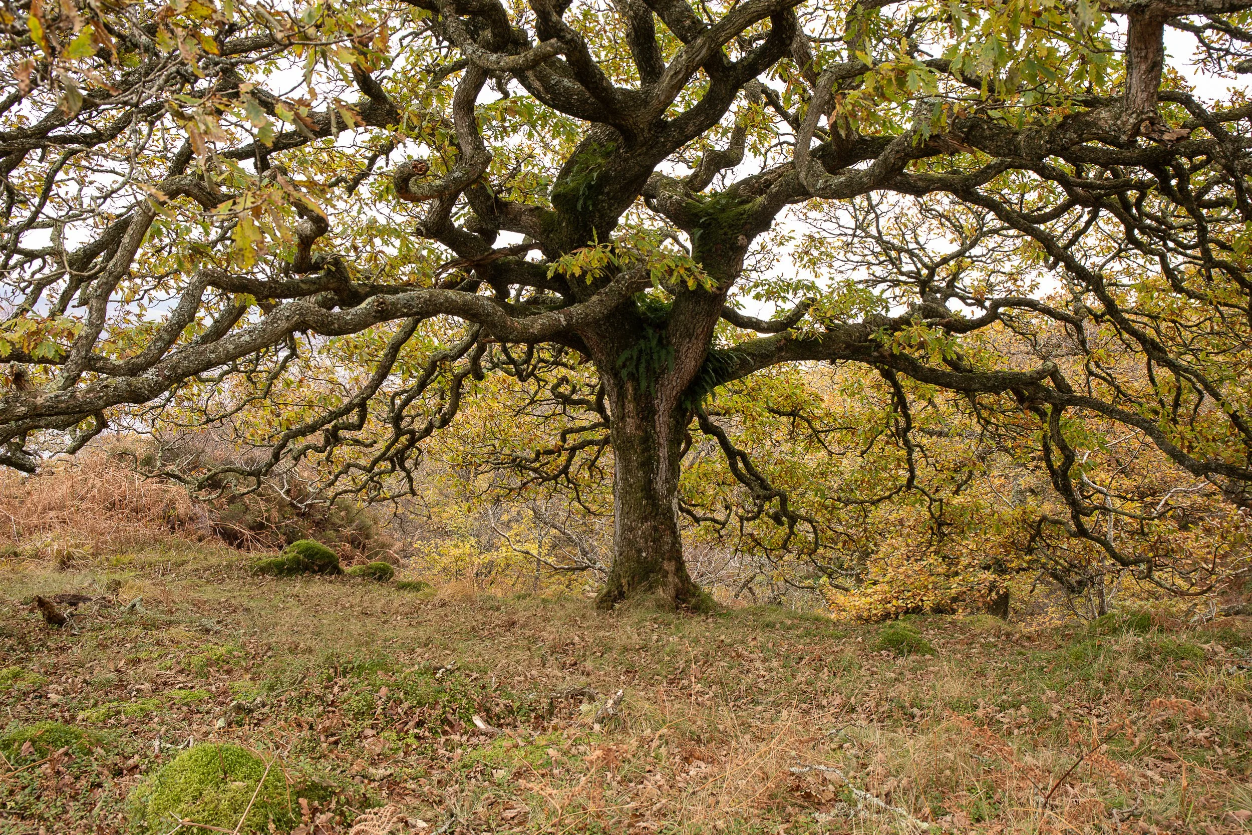 An oak in autumn leaf, covered with mosses and lichens and bryophytes